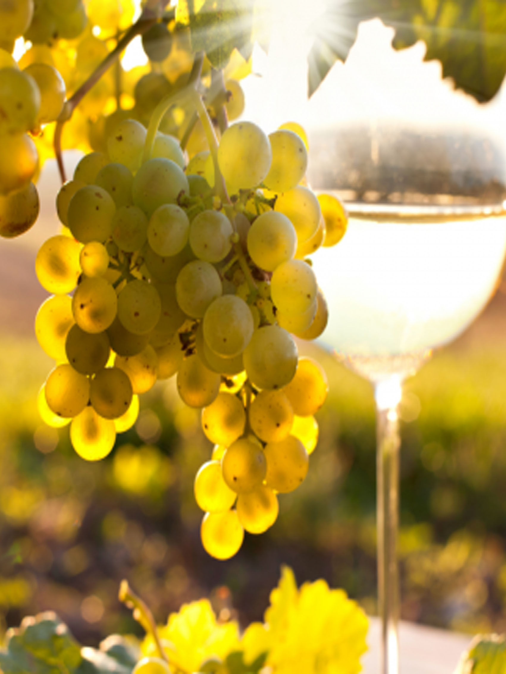 rượu vang pháp albert bichot chateau gris les terraces nuits-saint-georges monopole