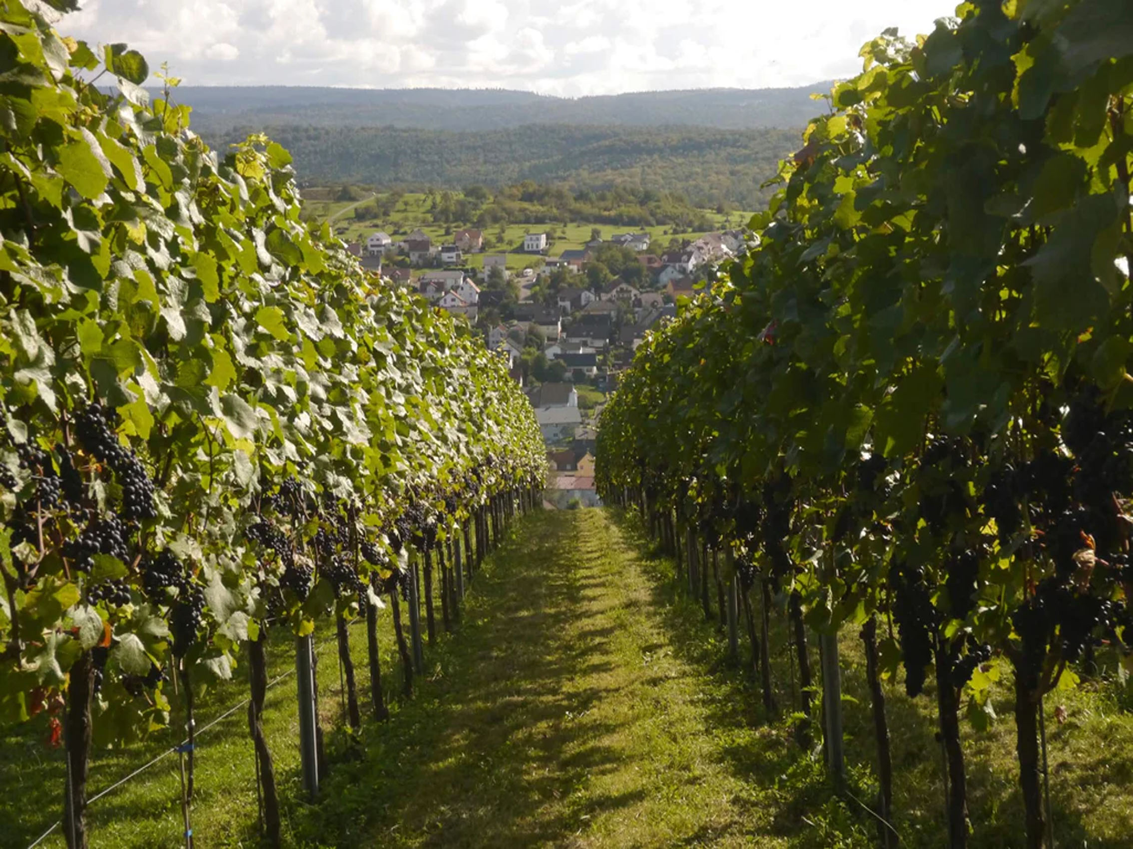 rượu vang pháp albert bichot côteaux bourguignons 2019