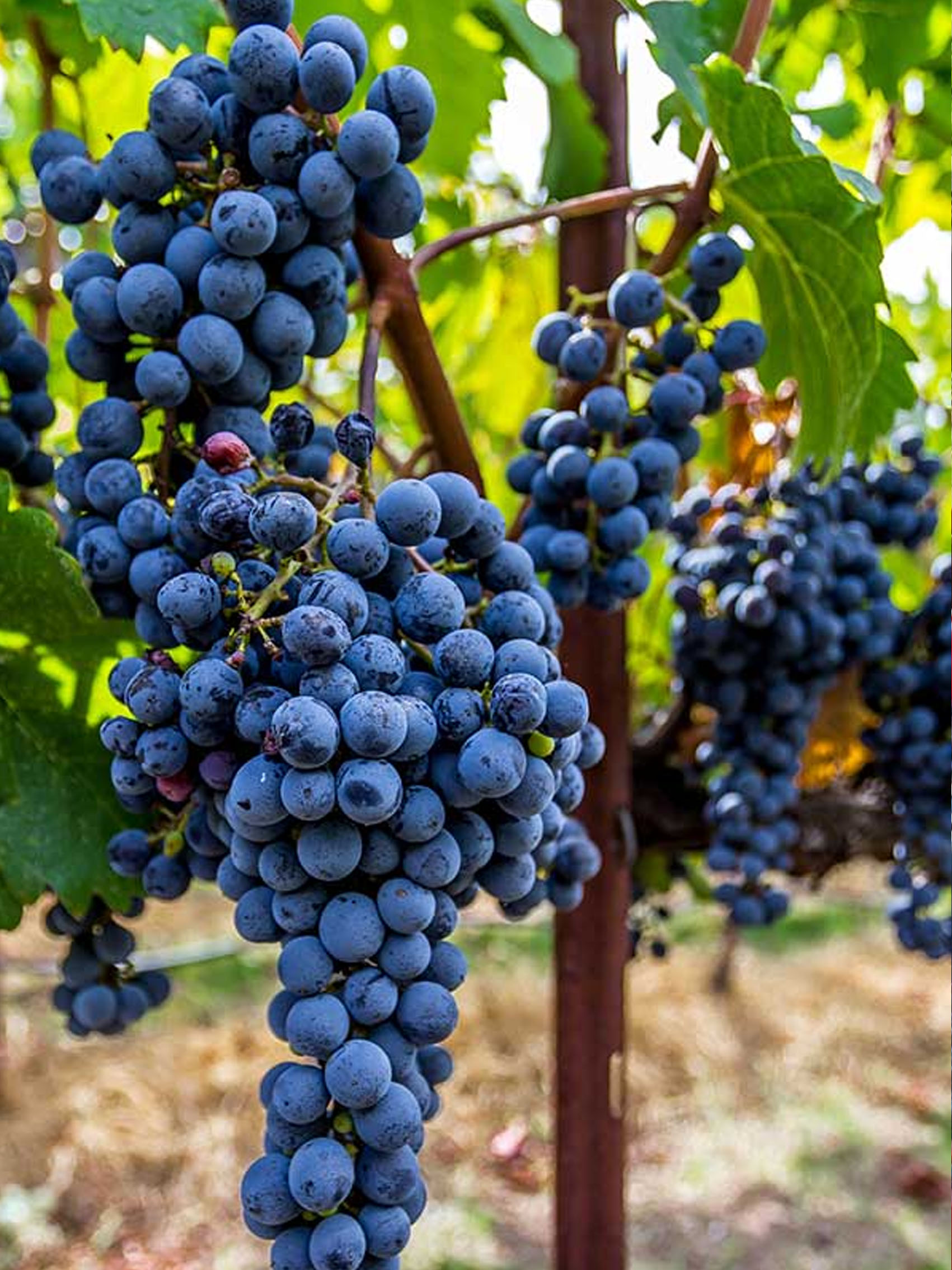 rượu vang pháp albert bichot côteaux bourguignons 2019