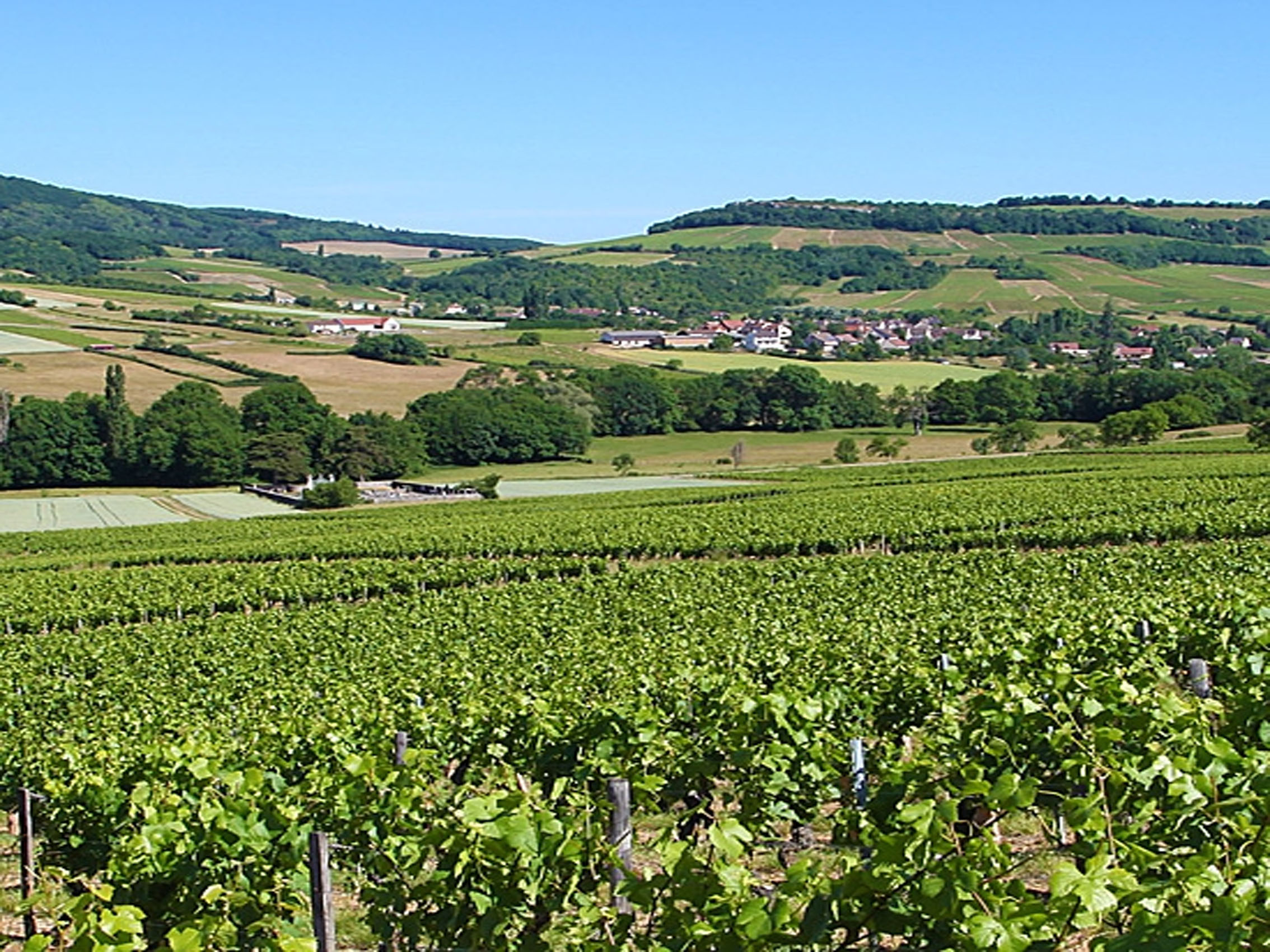 rượu vang pháp albert bichot côteaux bourguignons 2020