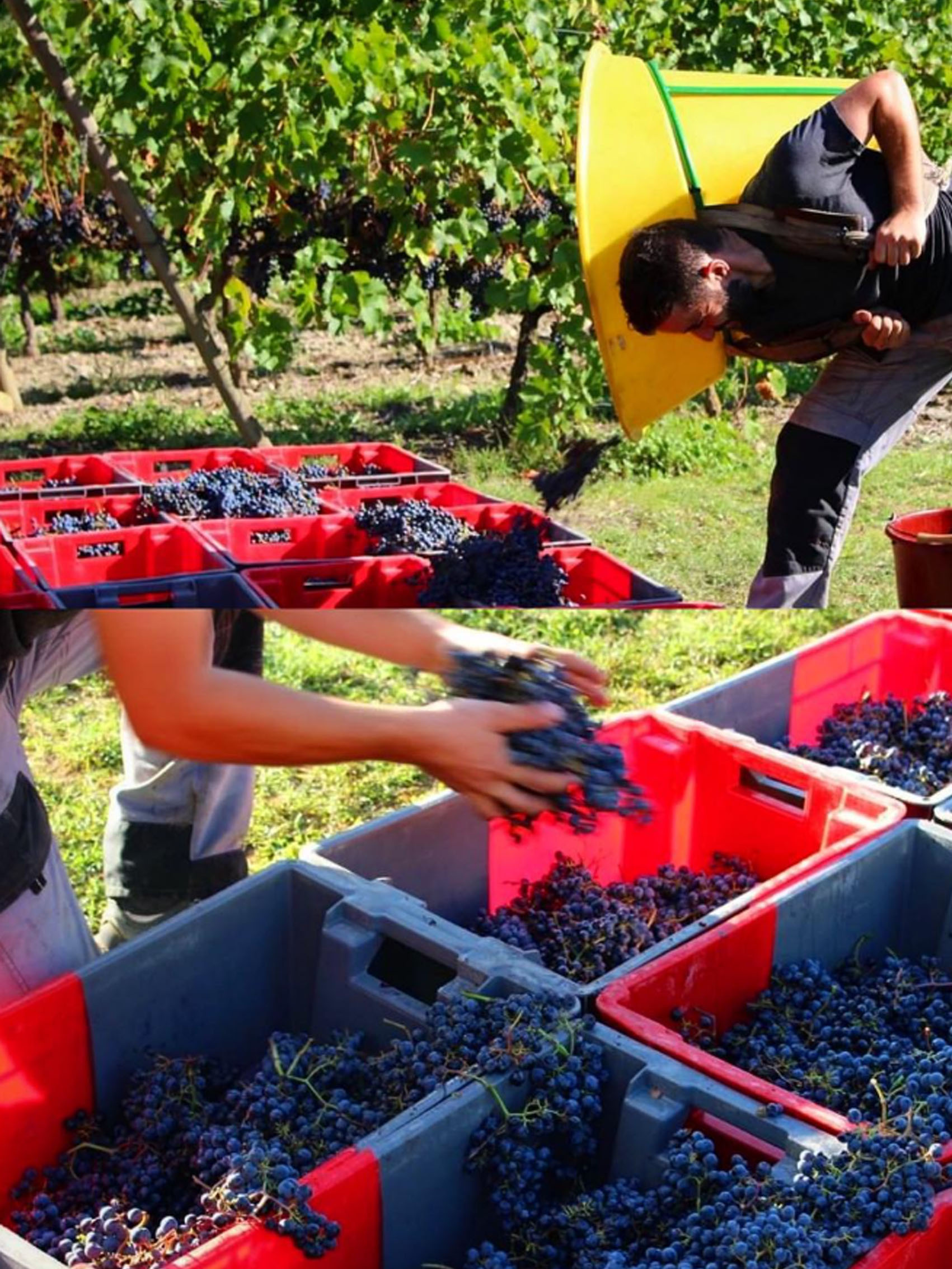 rượu vang pháp albert bichot côteaux bourguignons 2020