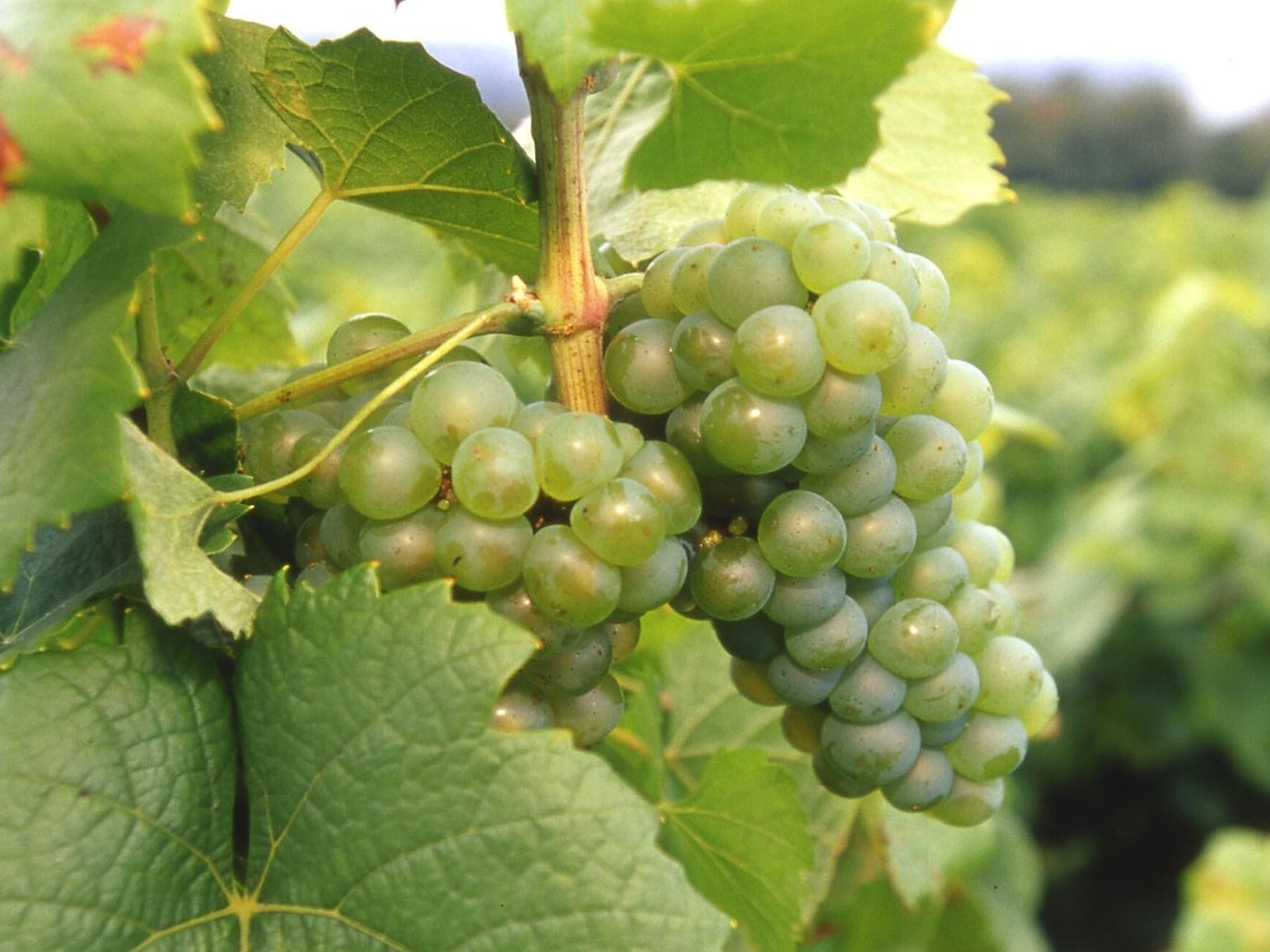 rượu vang pháp albert bichot domaine du pavillon beaune premier cru clos des mouches 2017