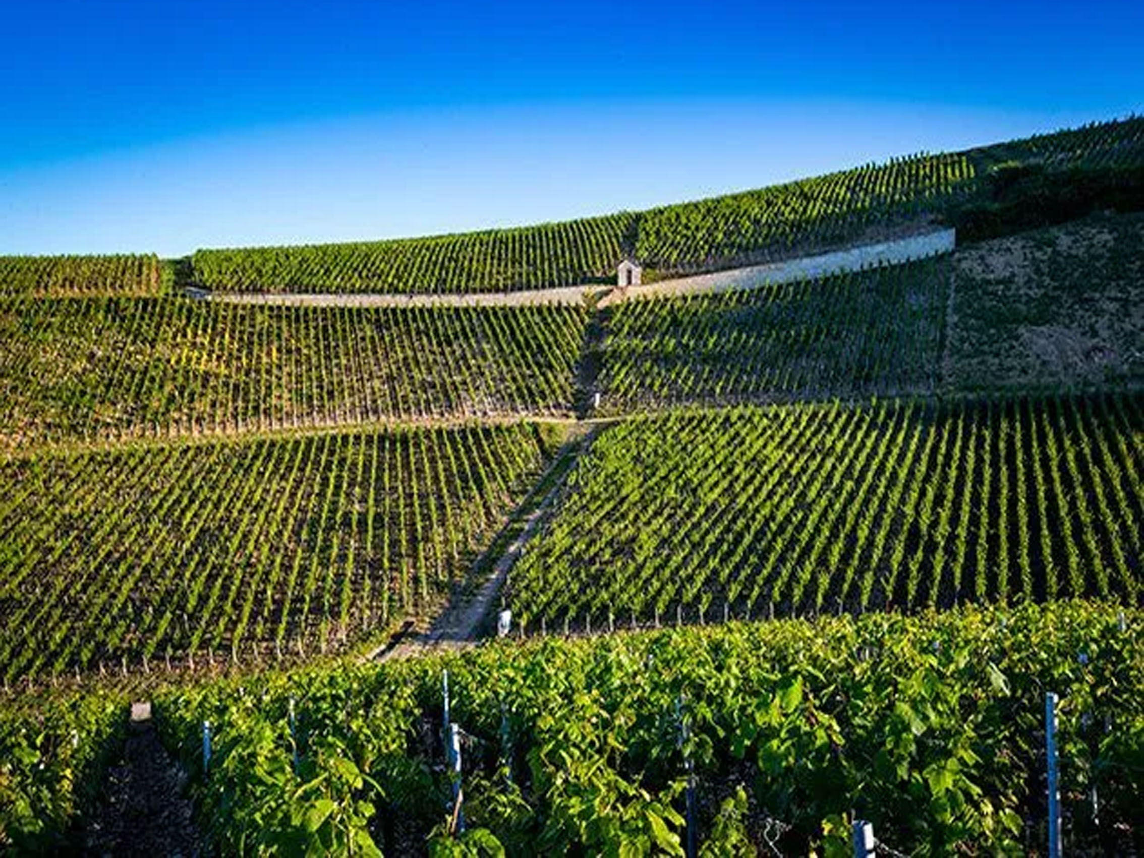 rượu vang pháp albert bichot domaine du pavillon beaune premier cru clos des mouches 2017