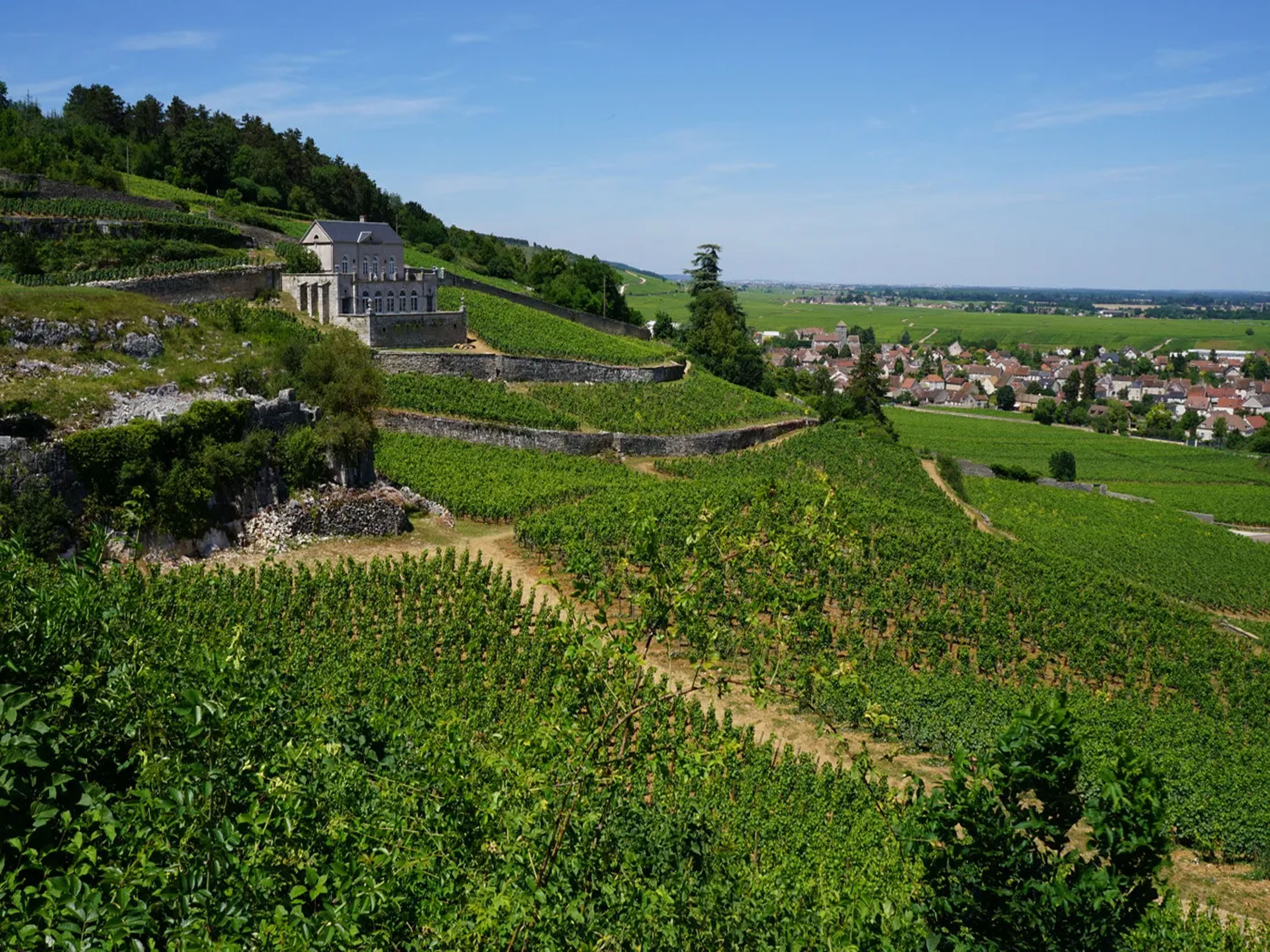 rượu vang pháp albert bichot domaine du pavillon beaune premier cru clos des mouches 2018