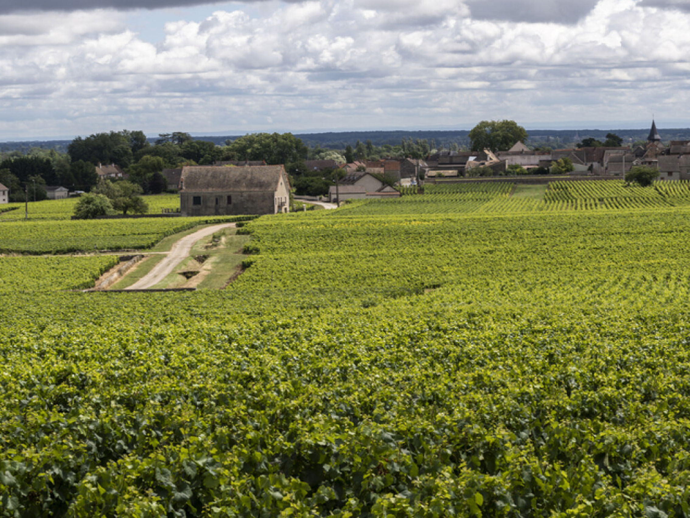 rượu vang pháp albert bichot domaine du pavillon corton-charlemagne grand cru