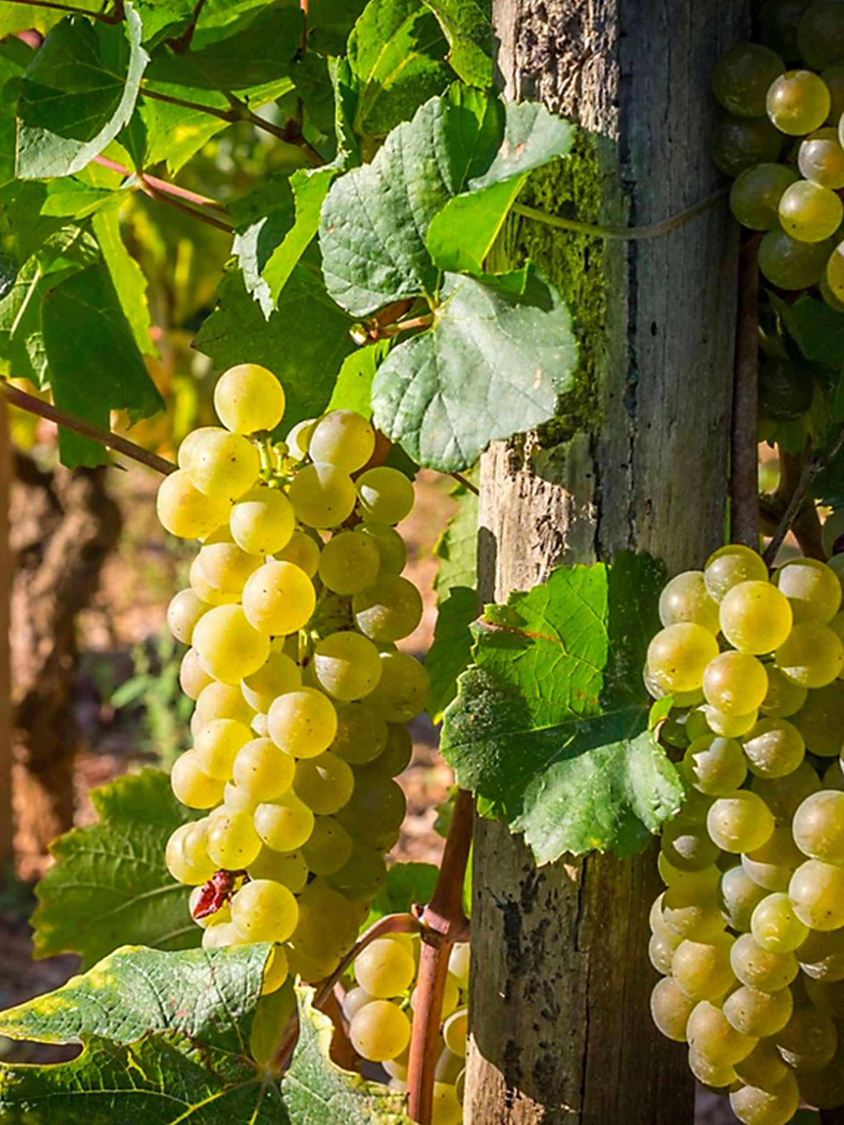 rượu vang pháp albert bichot domaine du pavillon corton-charlemagne grand cru