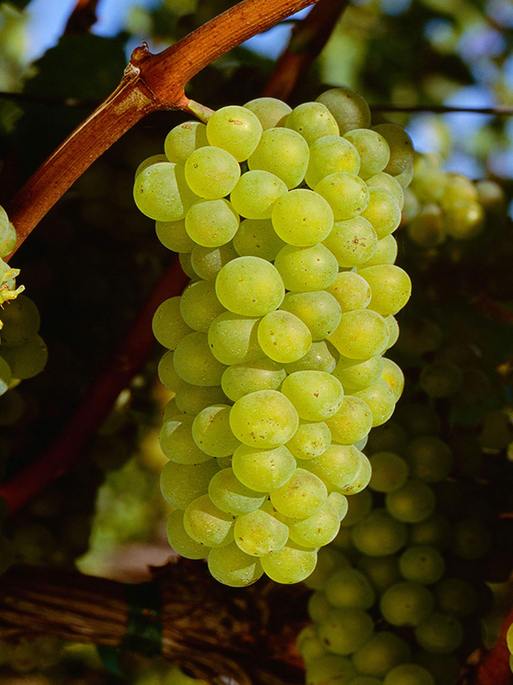 rượu vang pháp albert bichot domaine du pavillon meursault premier cru les charmes