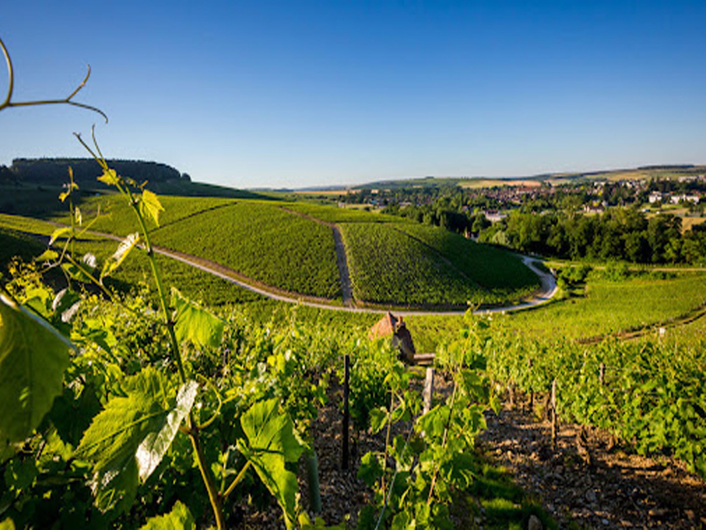 rượu vang pháp albert bichot domaine du pavillon meursault premier cru les charmes