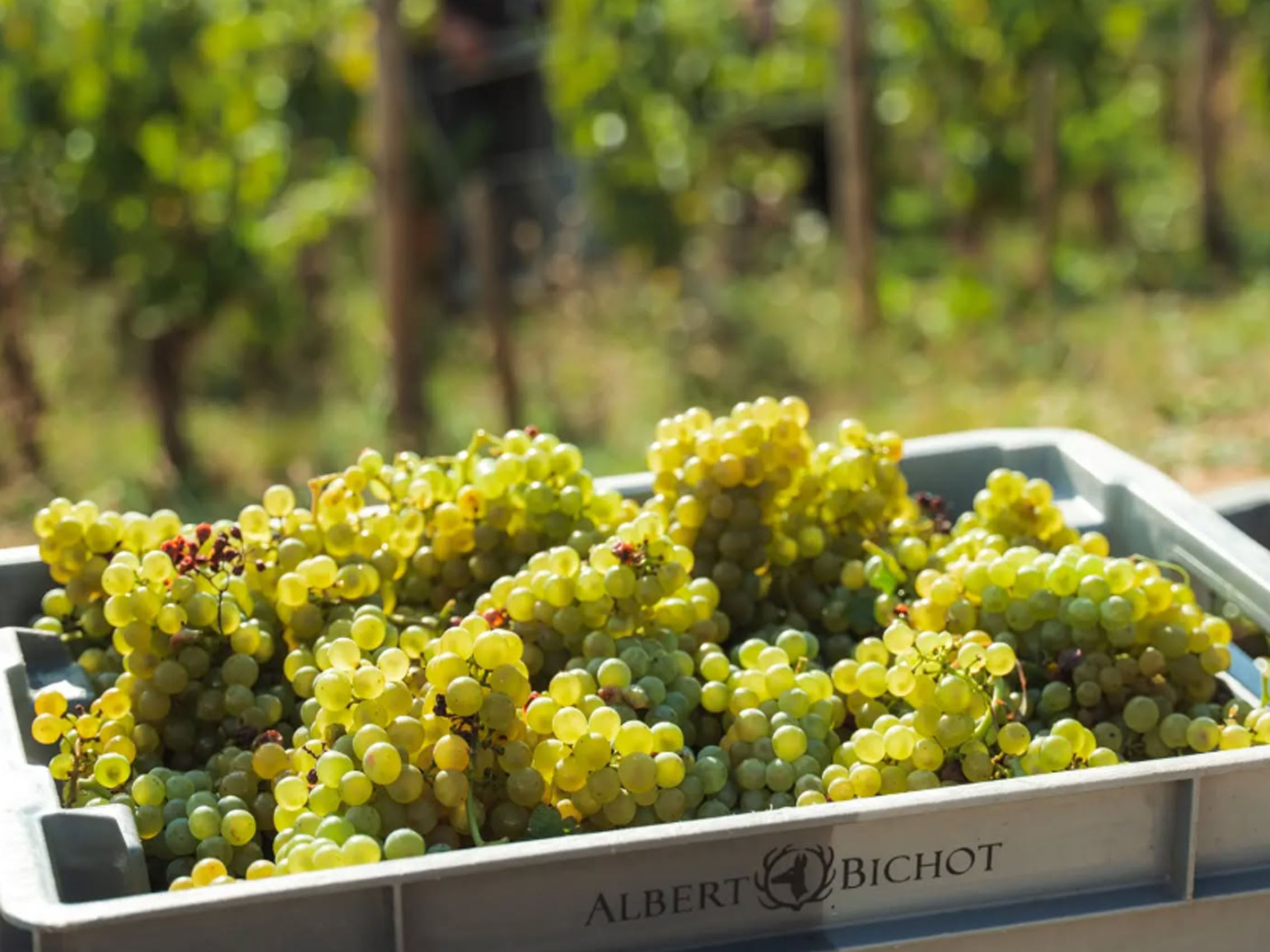 rượu vang pháp albert bichot domaine long-depaquit chablis 2015