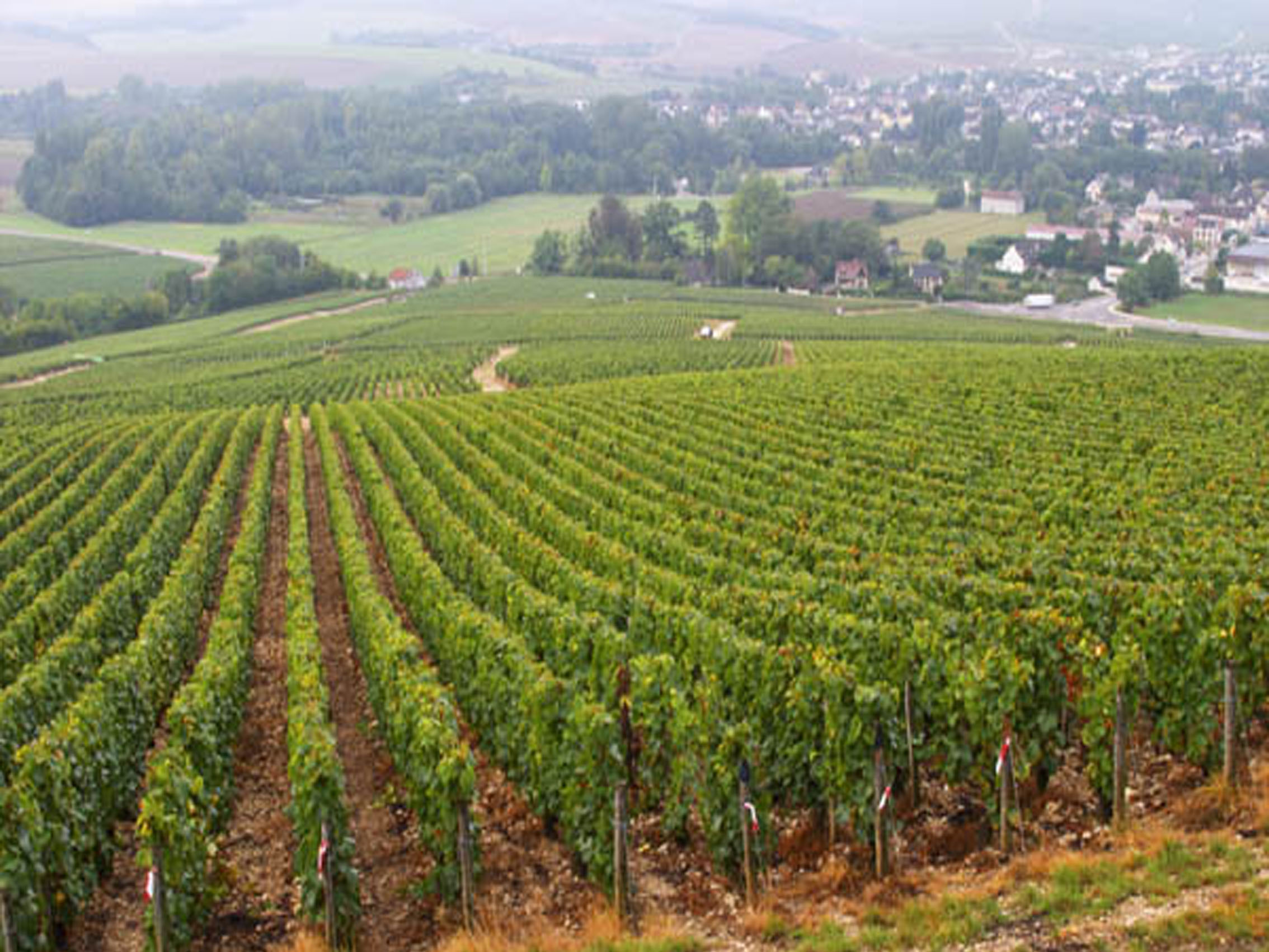 rượu vang pháp albert bichot domaine long-depaquit chablis 2015