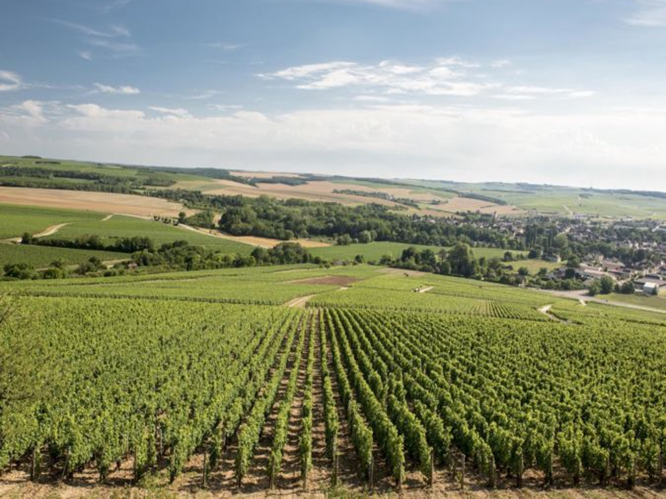 rượu vang pháp albert bichot domaine long-depaquit chablis 2018