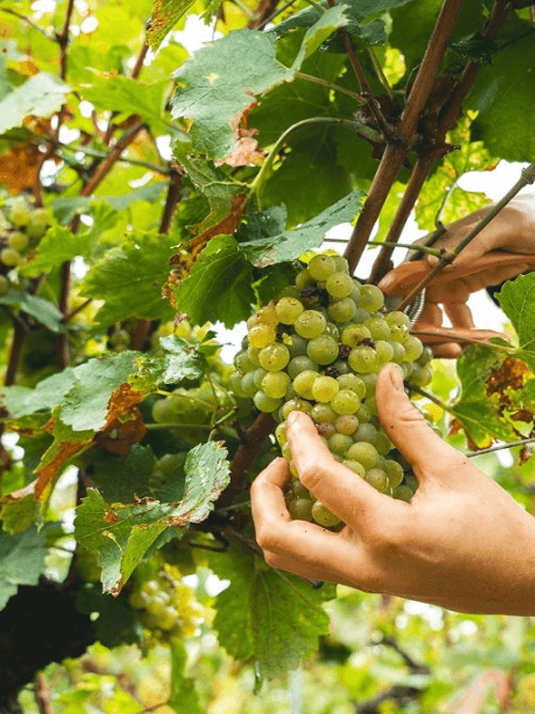 rượu vang pháp albert bichot domaine long-depaquit chablis 2018