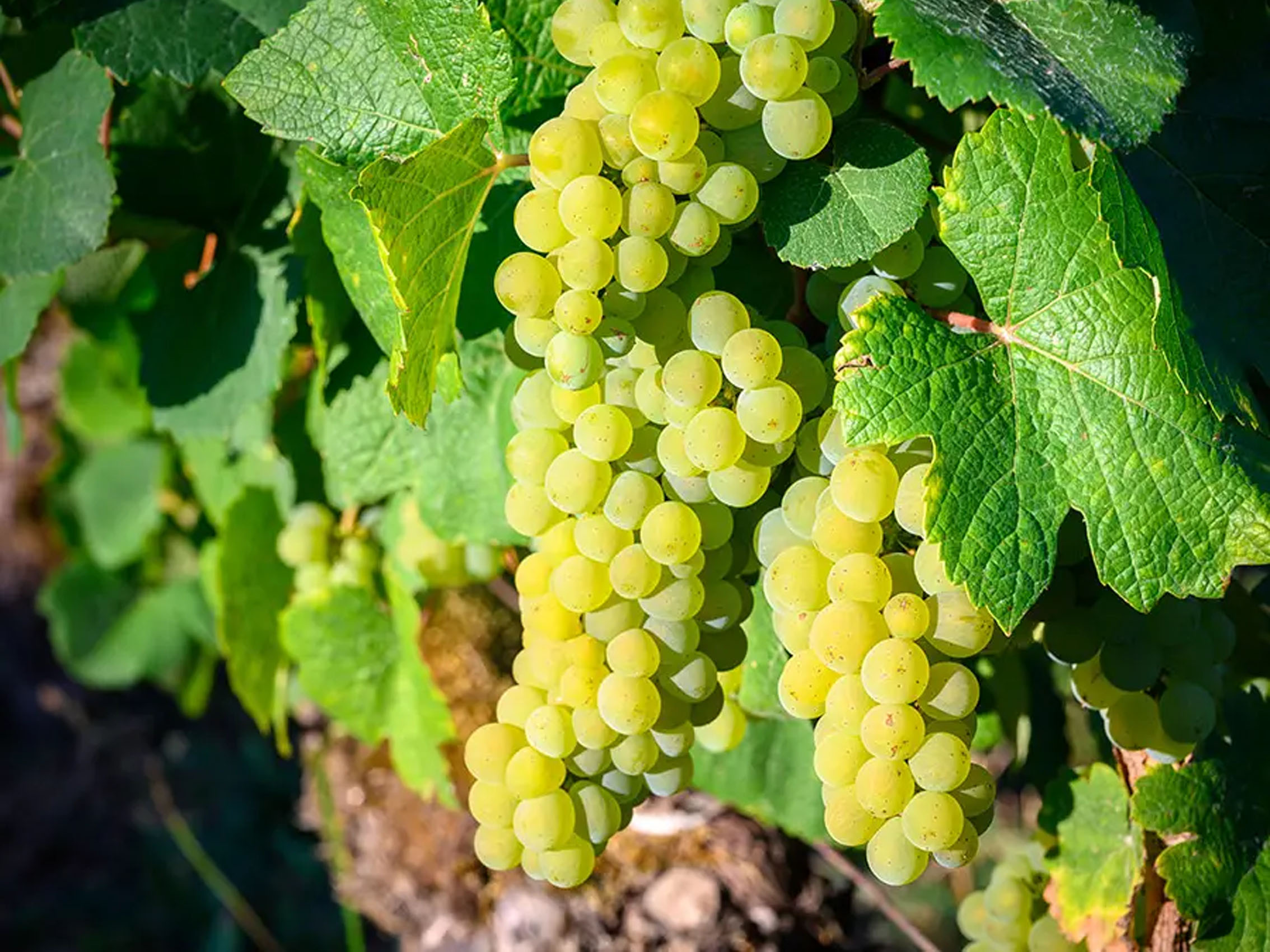 rượu vang pháp albert bichot domaine long-depaquit chablis grand cru les blanchots 2018