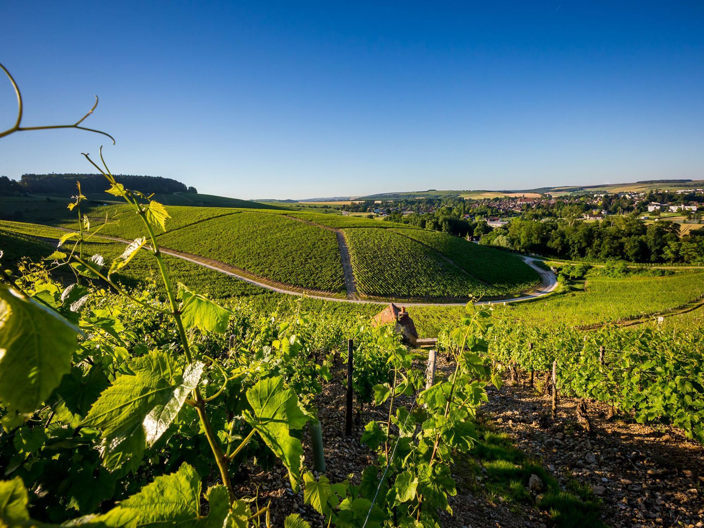 rượu vang pháp albert bichot domaine long-depaquit chablis grand cru les blanchots 2018