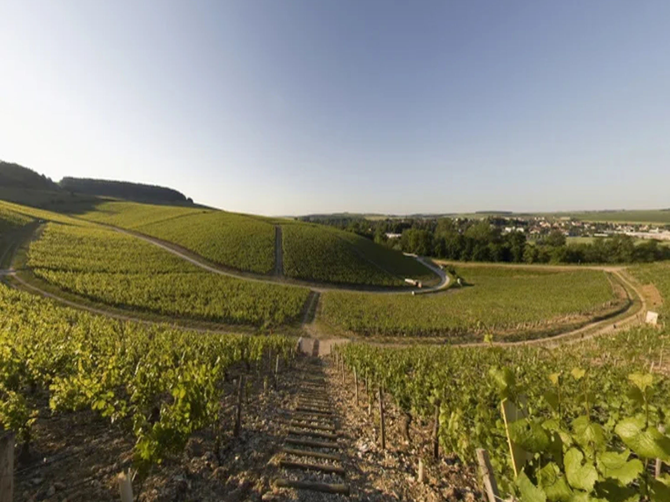 rượu vang pháp albert bichot domaine long-depaquit chablis grand cru les blanchots 2020