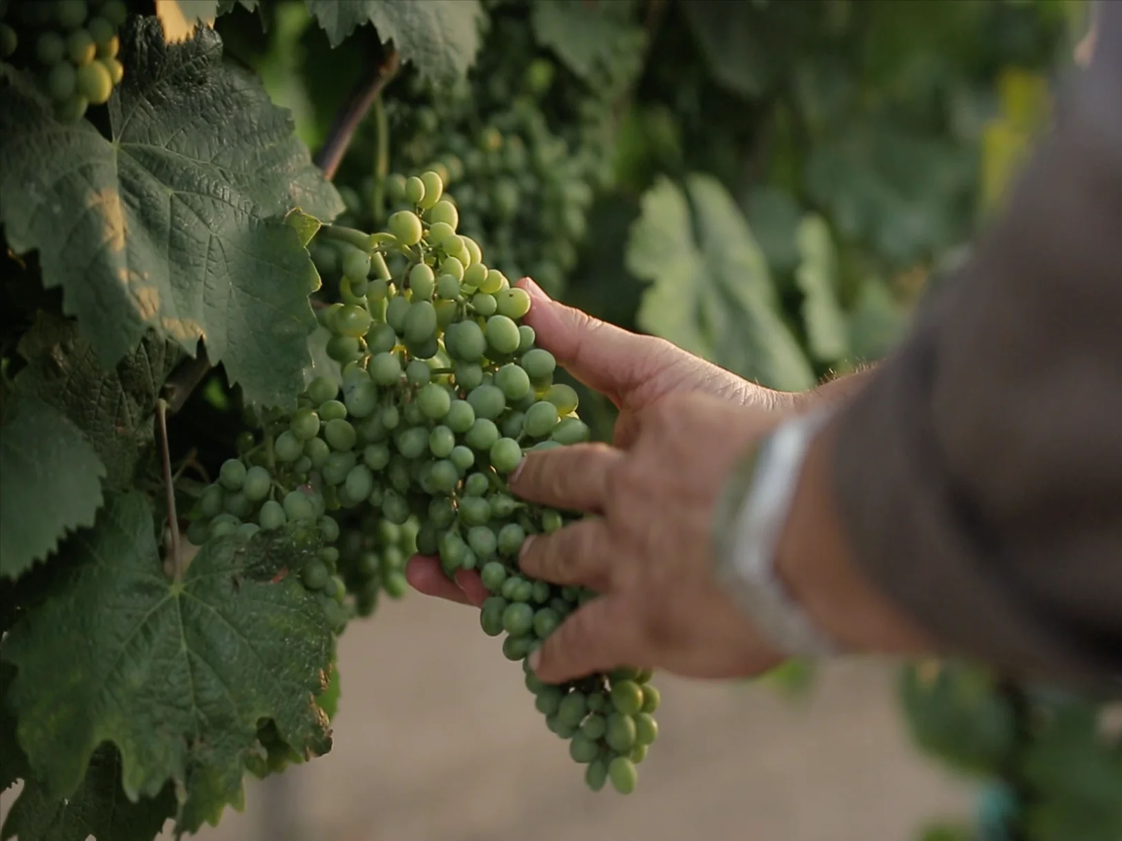 rượu vang pháp albert bichot domaine long-depaquit chablis grand cru les clos 2018