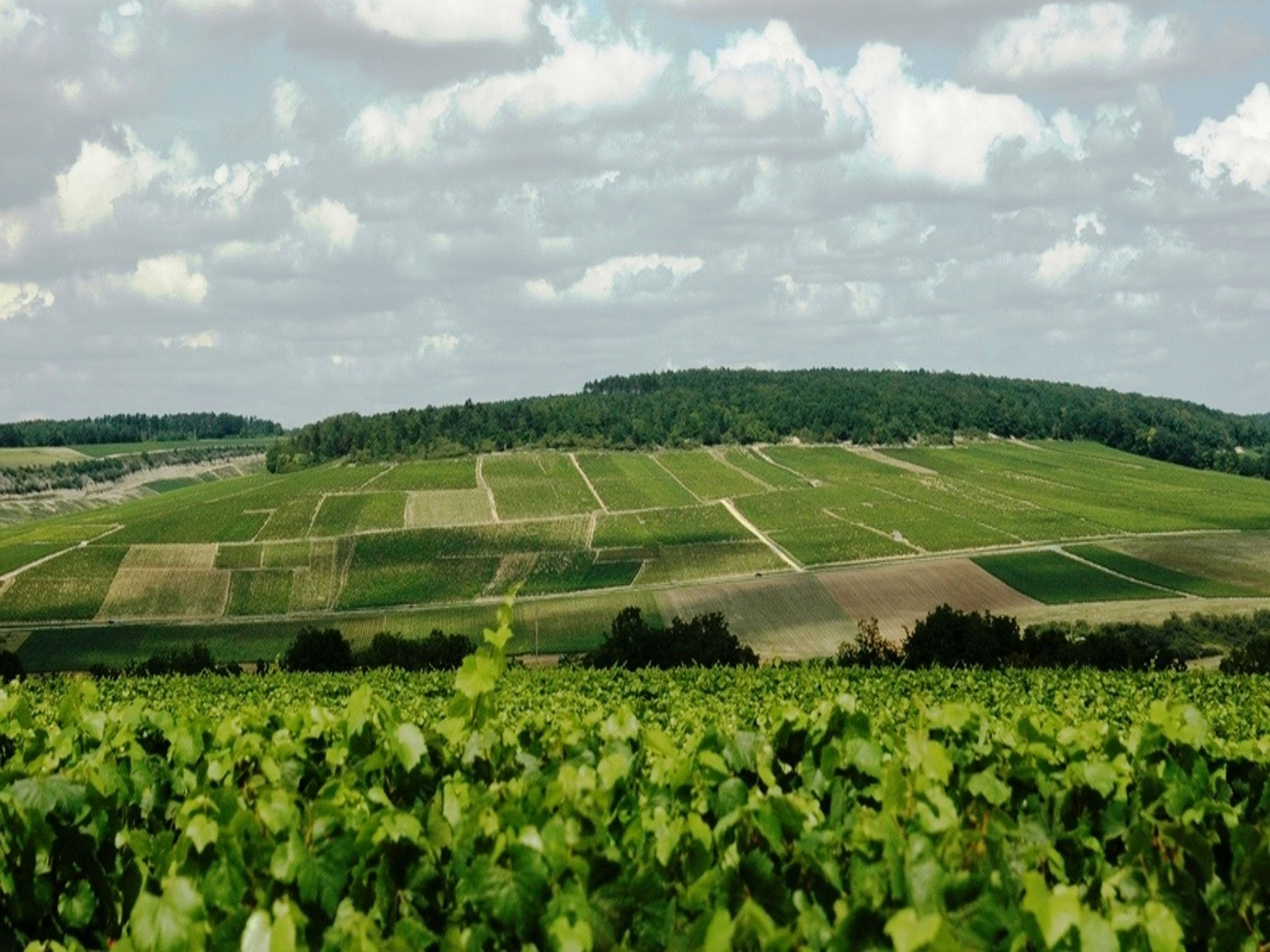 rượu vang pháp albert bichot domaine long-depaquit chablis grand cru les clos 2018