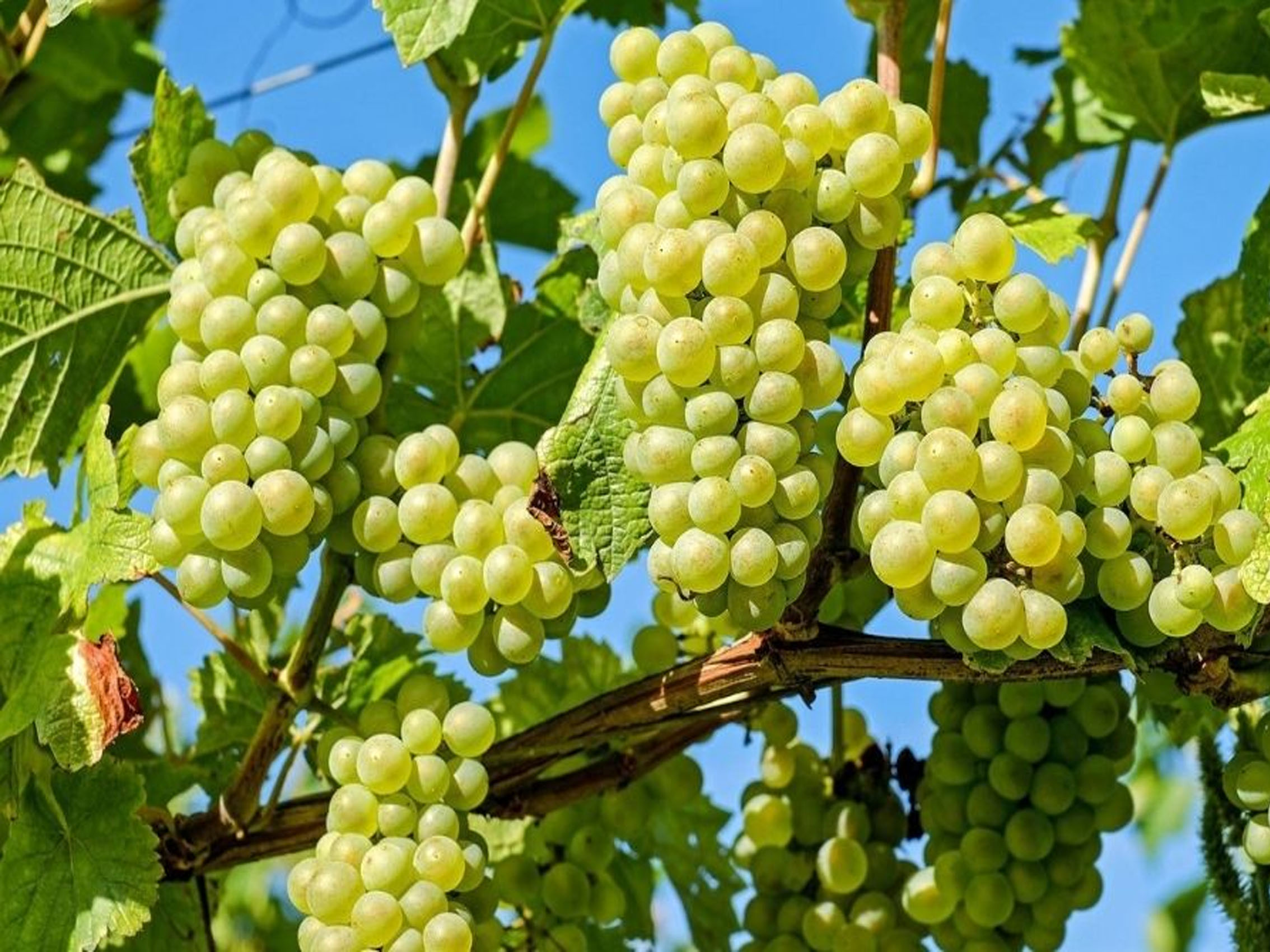 rượu vang pháp albert bichot domaine long-depaquit chablis grand cru les clos 2020