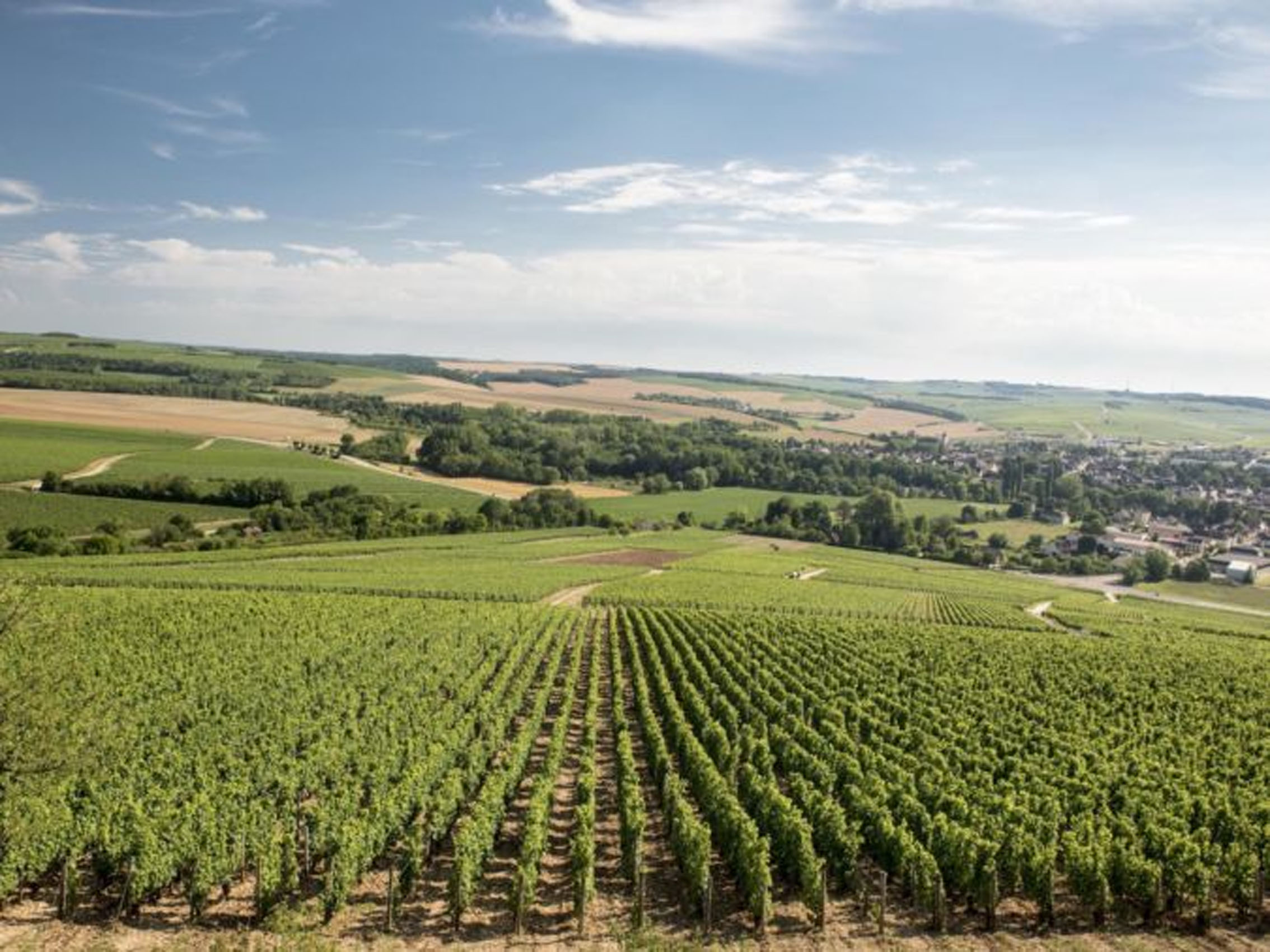 rượu vang pháp albert bichot domaine long-depaquit chablis grand cru les vaudésirs