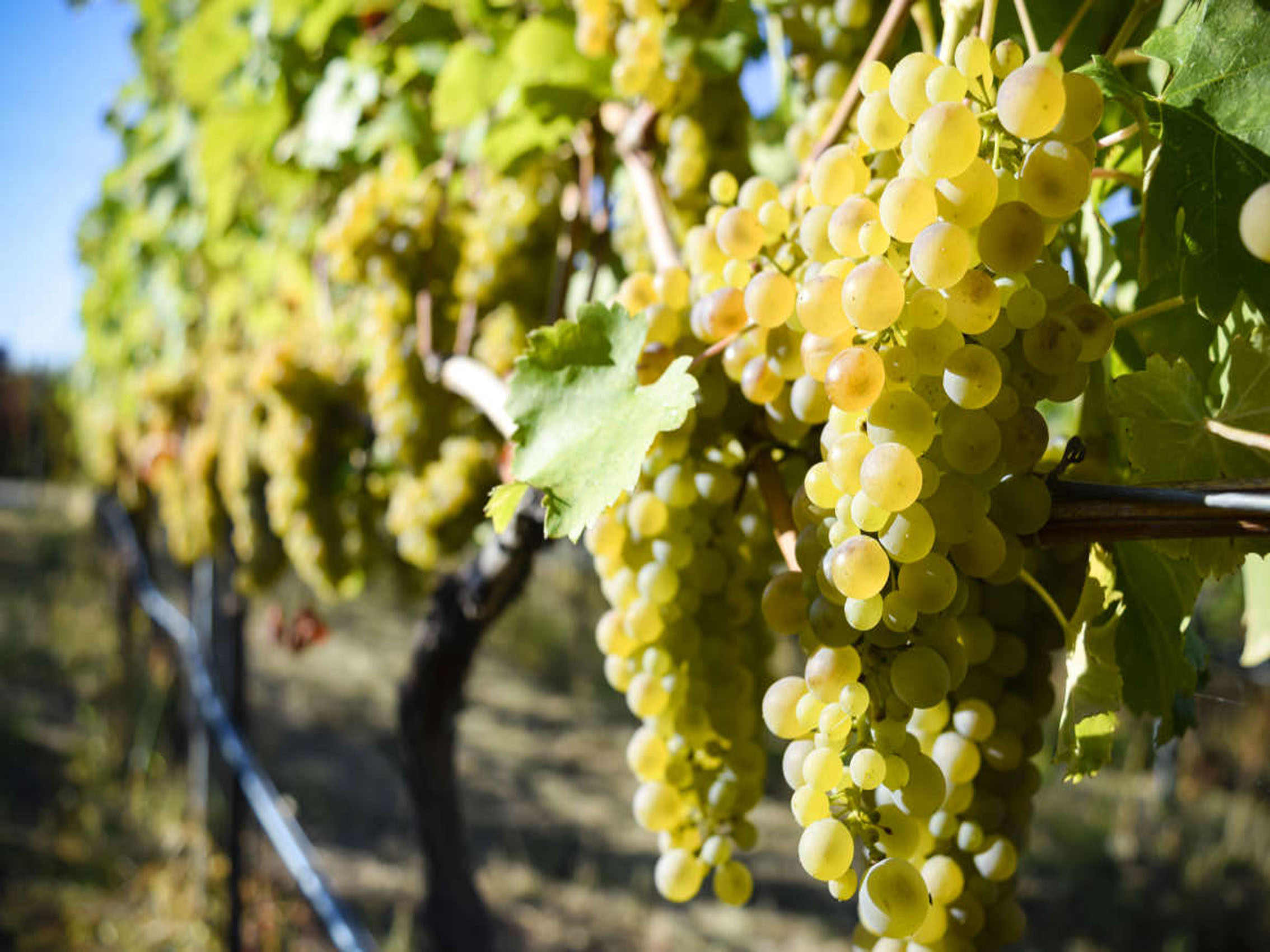 rượu vang pháp albert bichot domaine long-depaquit chablis grand cru moutonne monopole 2018