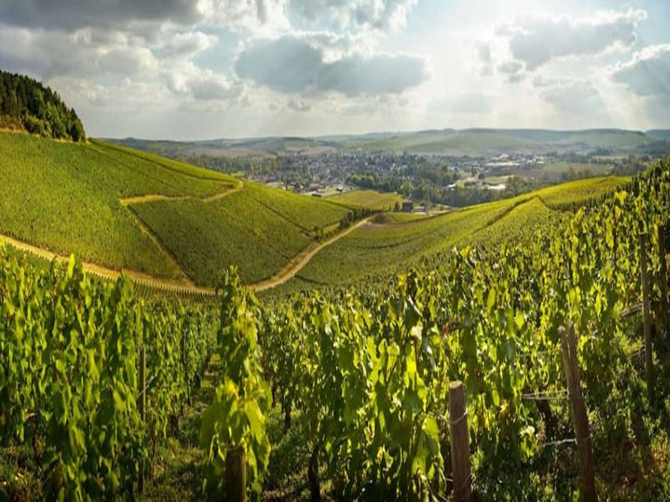 rượu vang pháp albert bichot domaine long-depaquit chablis grand cru moutonne monopole 2018