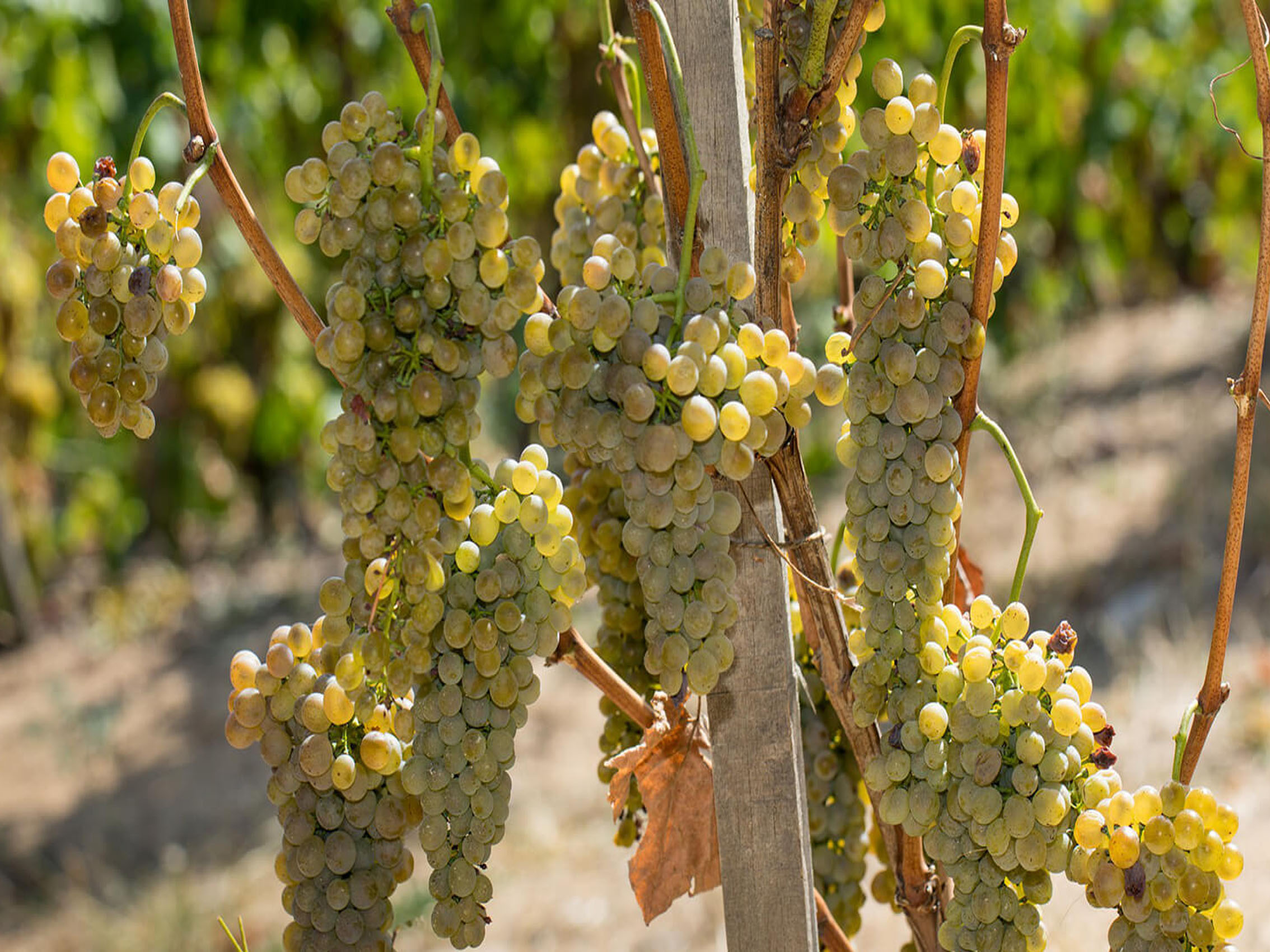 rượu vang pháp albert bichot domaine long-depaquit chablis grand cru moutonne monopole 2020