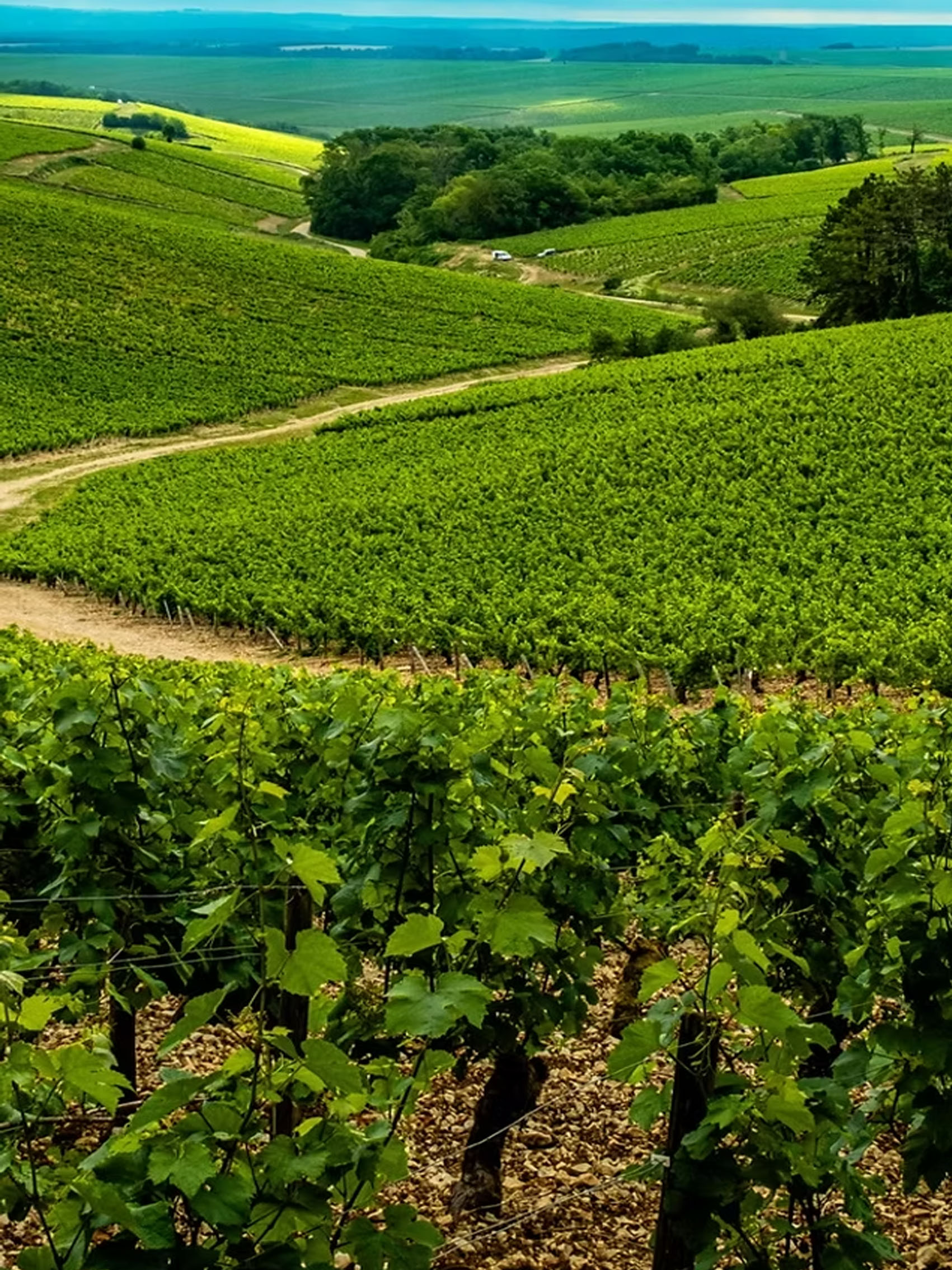 rượu vang pháp albert bichot domaine long depaquit chablis premier cru fourchaume