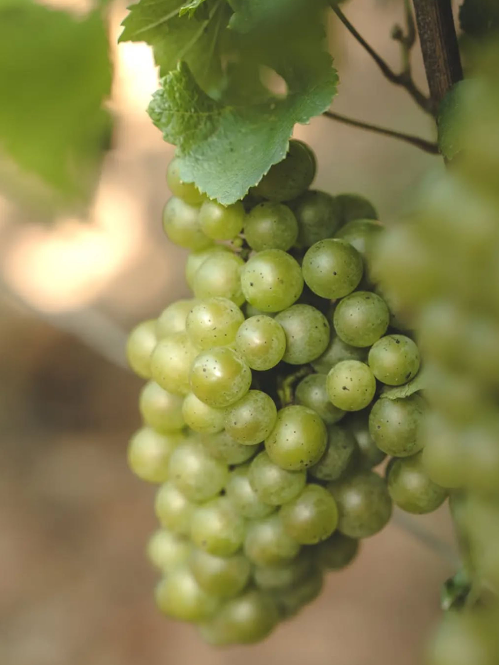 rượu vang pháp albert bichot domaine long depaquit chablis premier cru les vaillons 2020