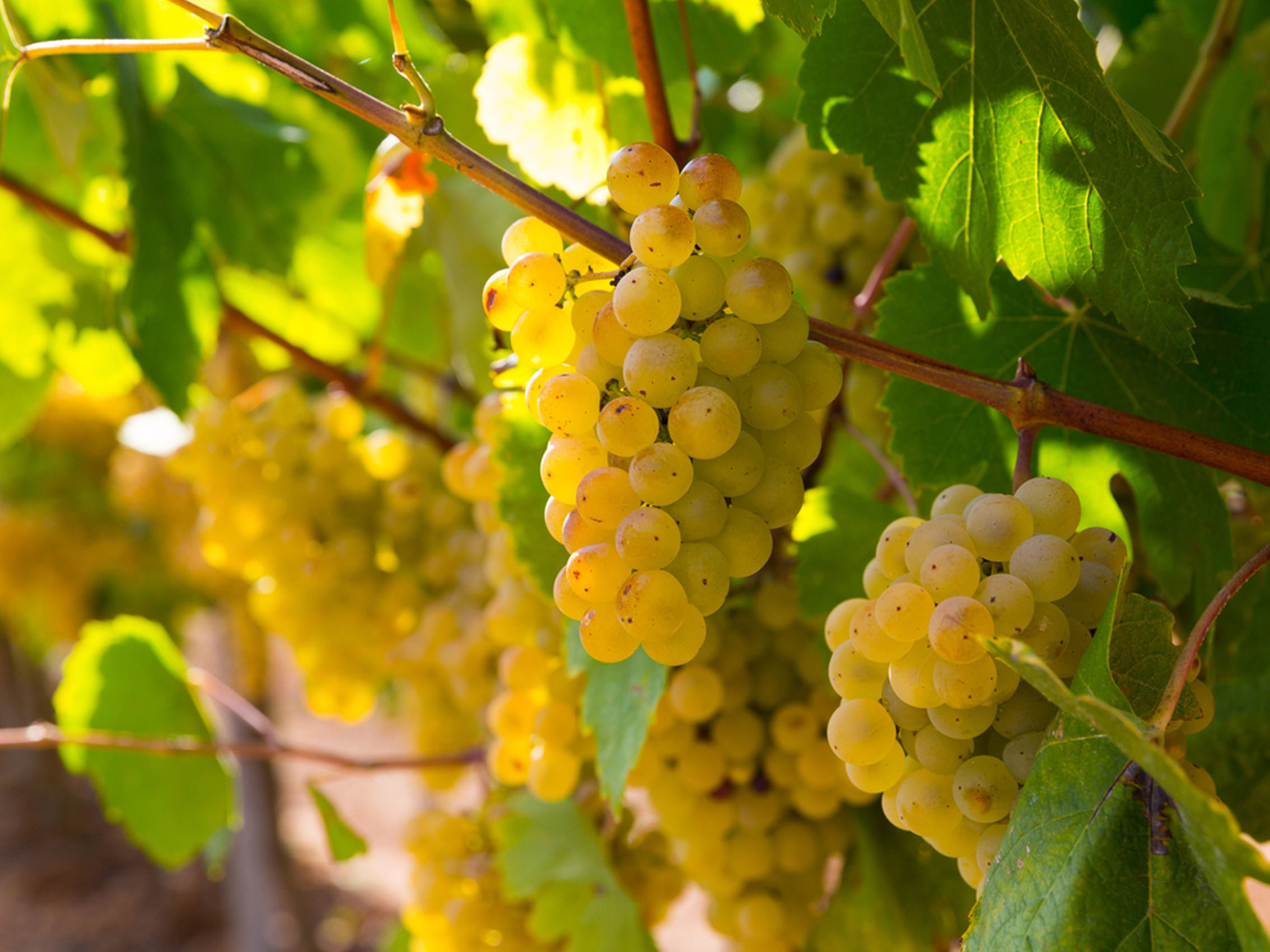 rượu vang pháp albert bichot domaine long depaquit chablis premier cru les vaillons 2022