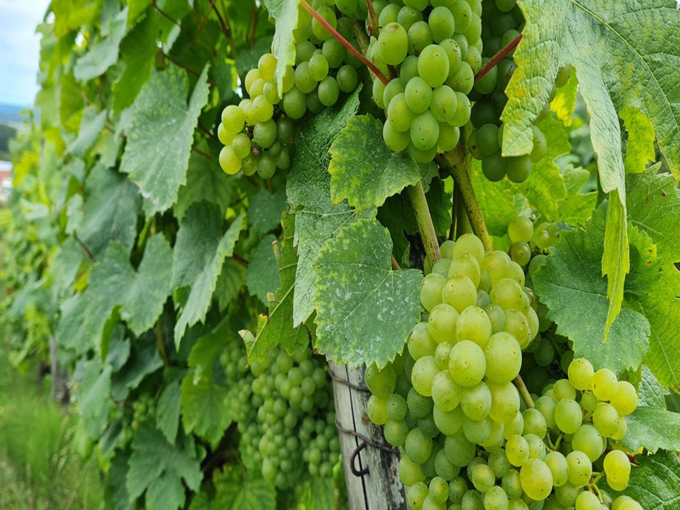 rượu vang pháp albert bichot domaine long depaquit chablis premier cru montée de tonerre