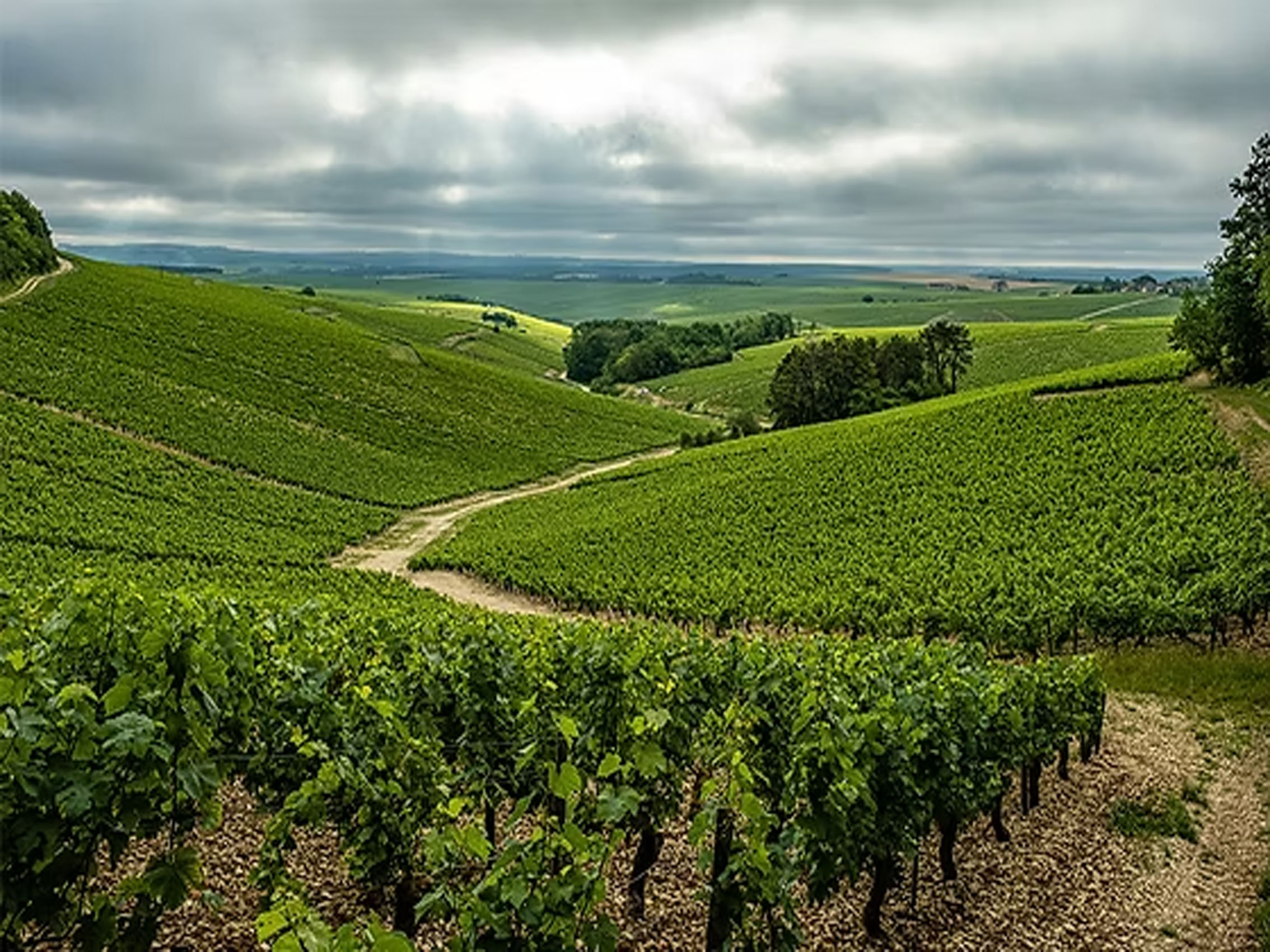 rượu vang pháp albert bichot domaine long depaquit chablis premier cru montée de tonerre