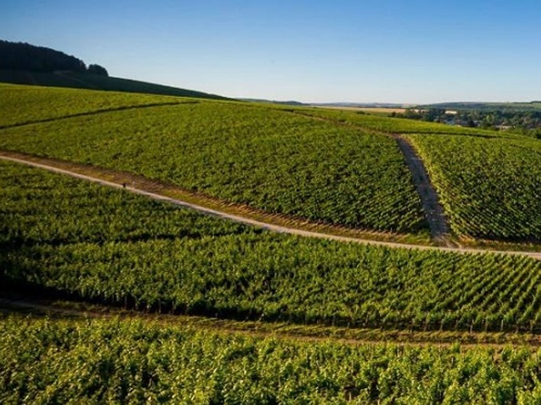 rượu vang pháp albert bichot montagny premier cru