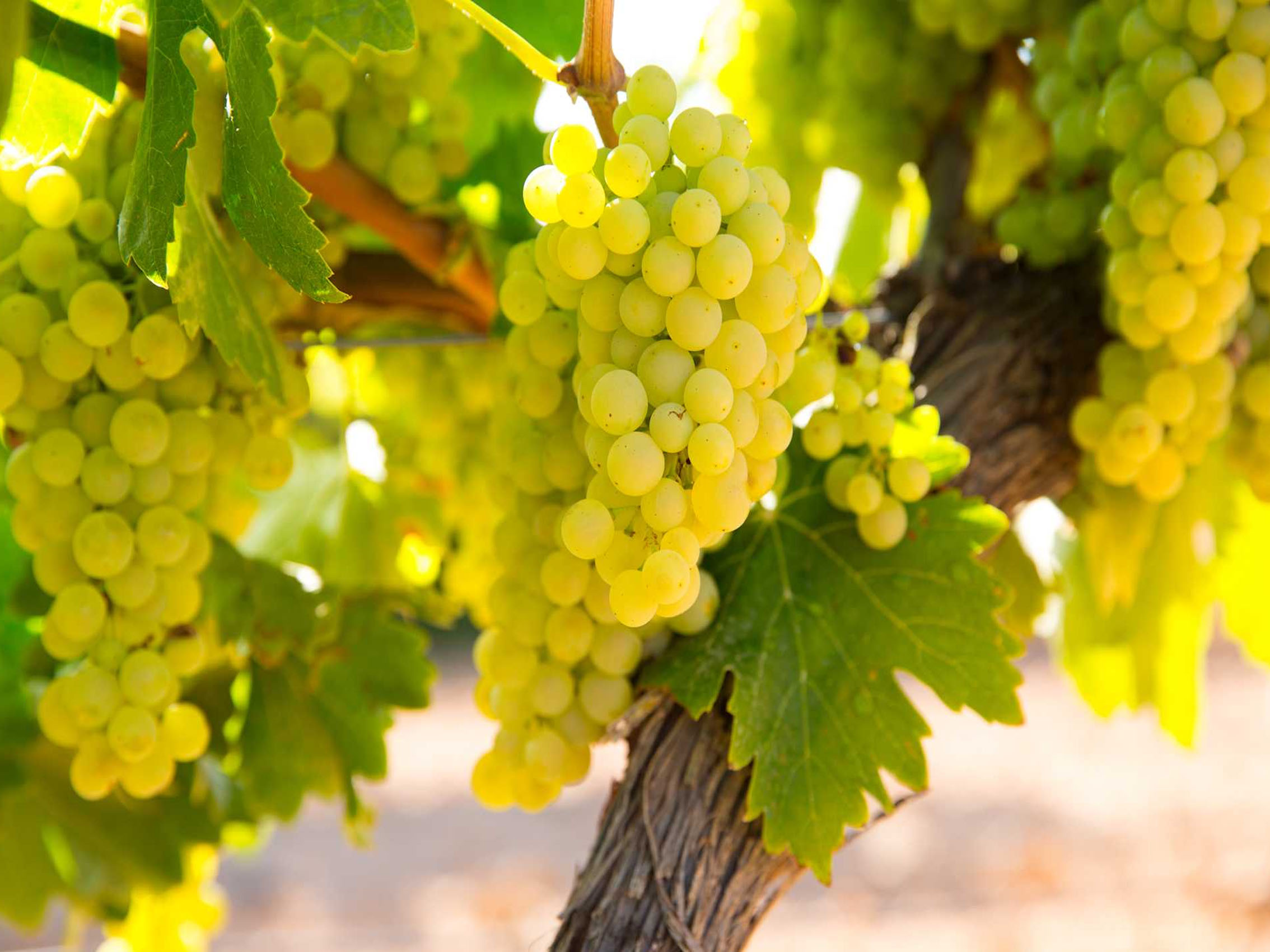 rượu vang pháp albert bichot montagny premier cru