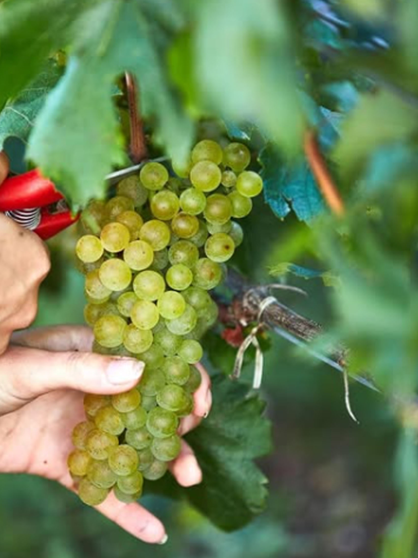 rượu vang pháp albert bichot petit-chablis 2020