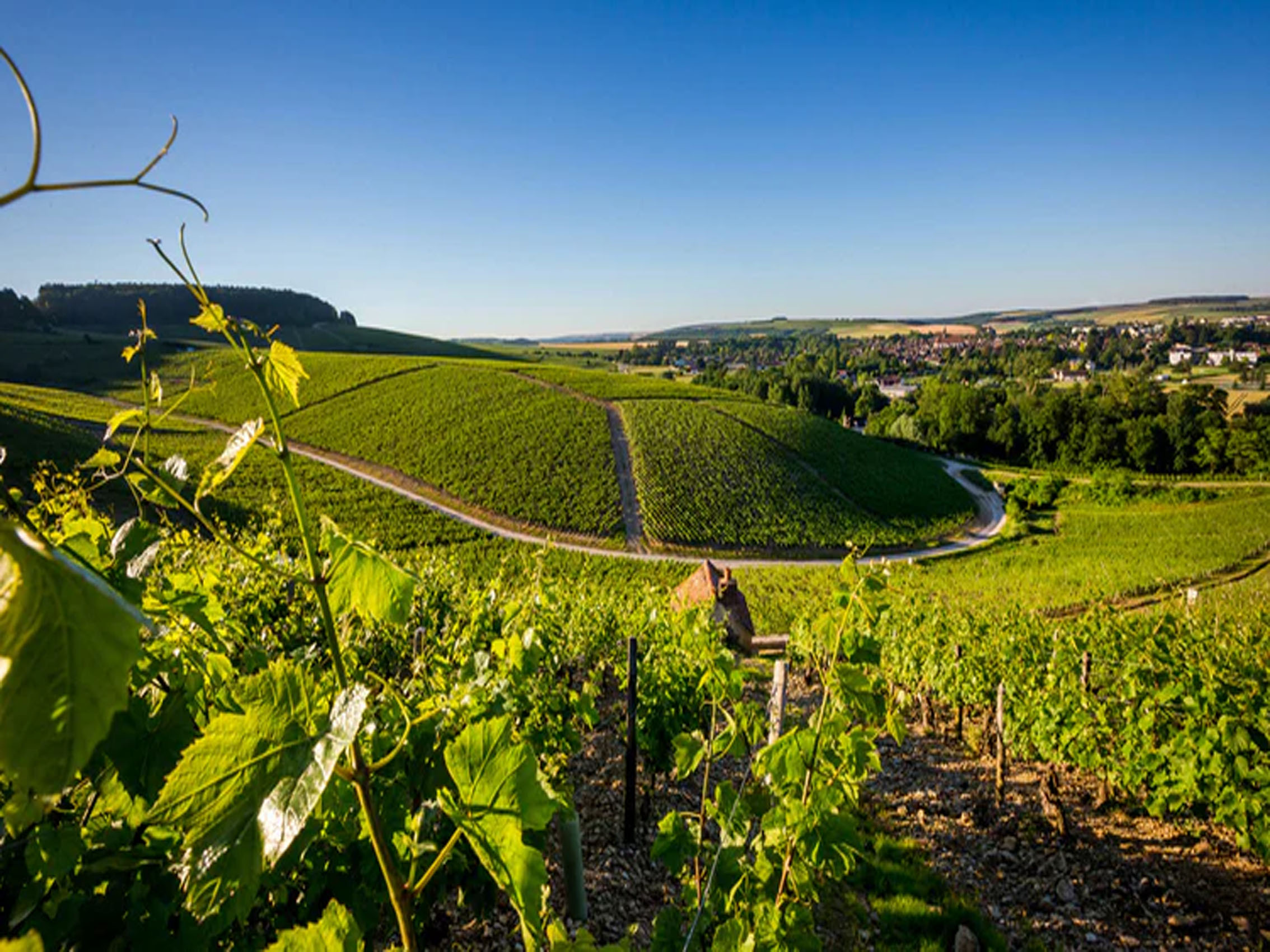 rượu vang pháp albert bichot petit-chablis 2021