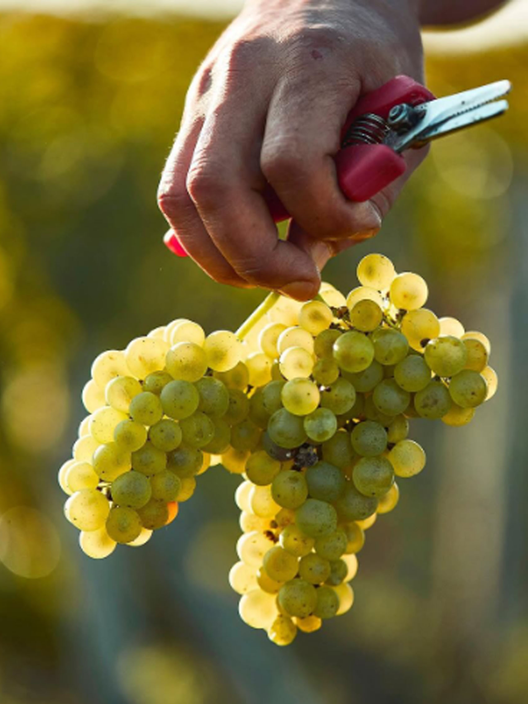 rượu vang pháp albert bichot petit-chablis 2021