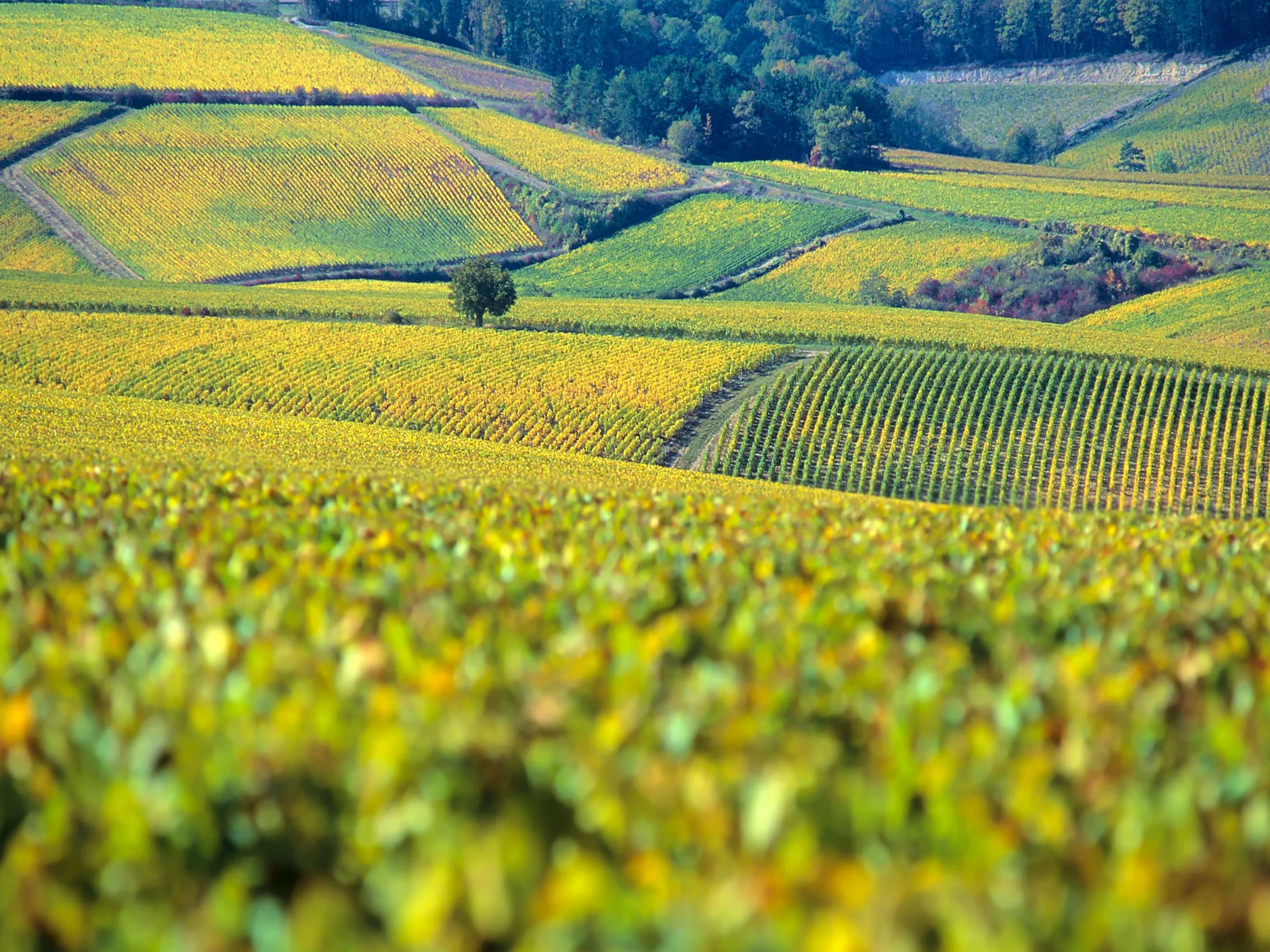 rượu vang pháp albert bichot santenay