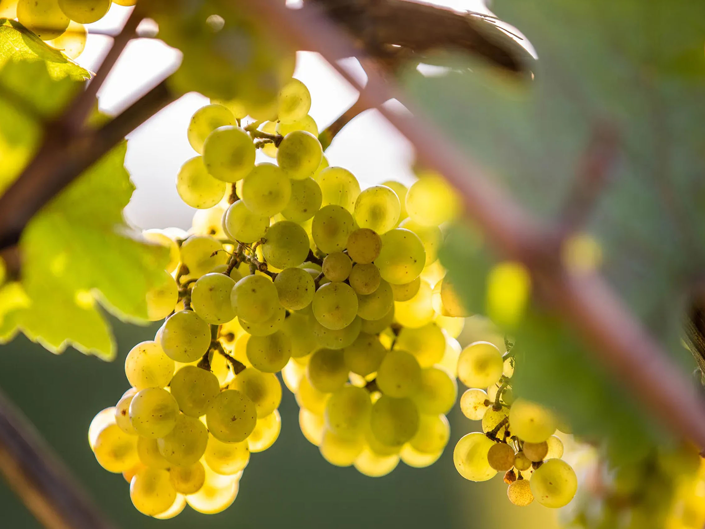 rượu vang pháp albert bichot santenay