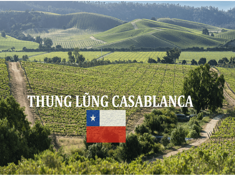 rượu vang trắng chile 1865 chardonnay