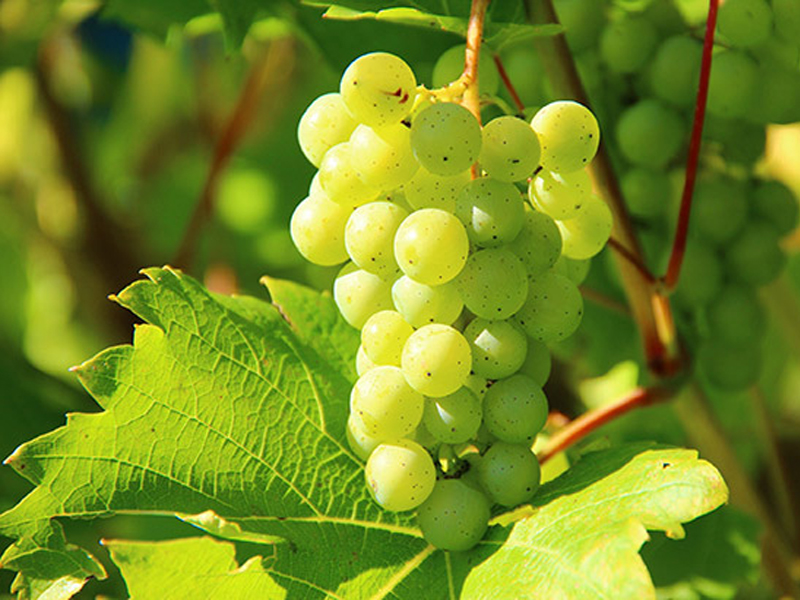 rượu vang trắng chile 1865 chardonnay