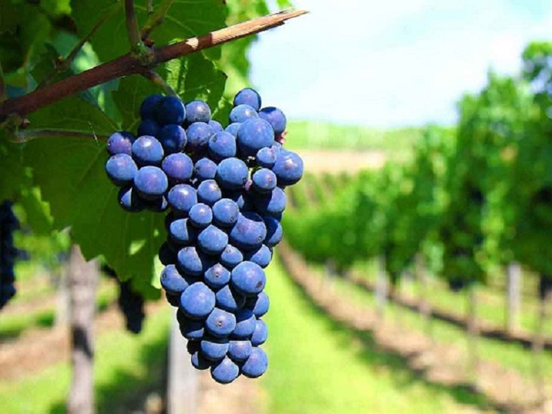 rượu vang ý 8 databile negroamaro