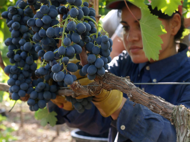 rượu vang ý n83 limited edition negroamaro