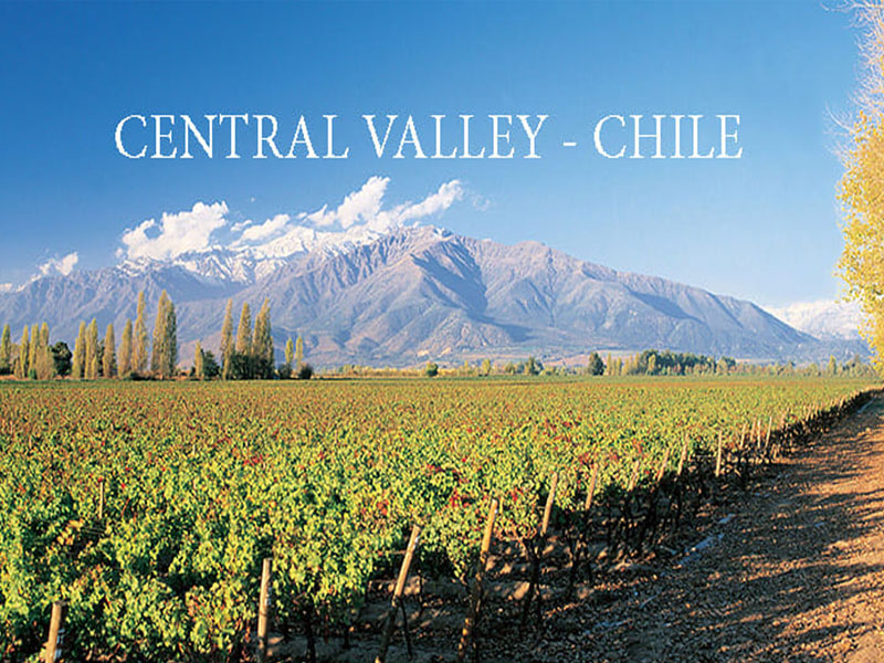 vang chile 9 lives fierce sauvignon blanc