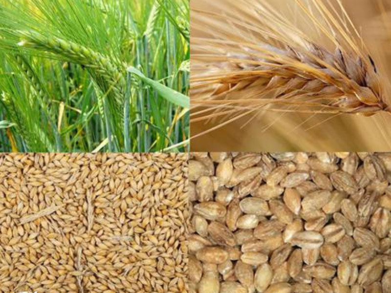 bia peroni nastro azzurro 5,1%