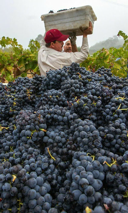 Các loại rượu vang đỏ