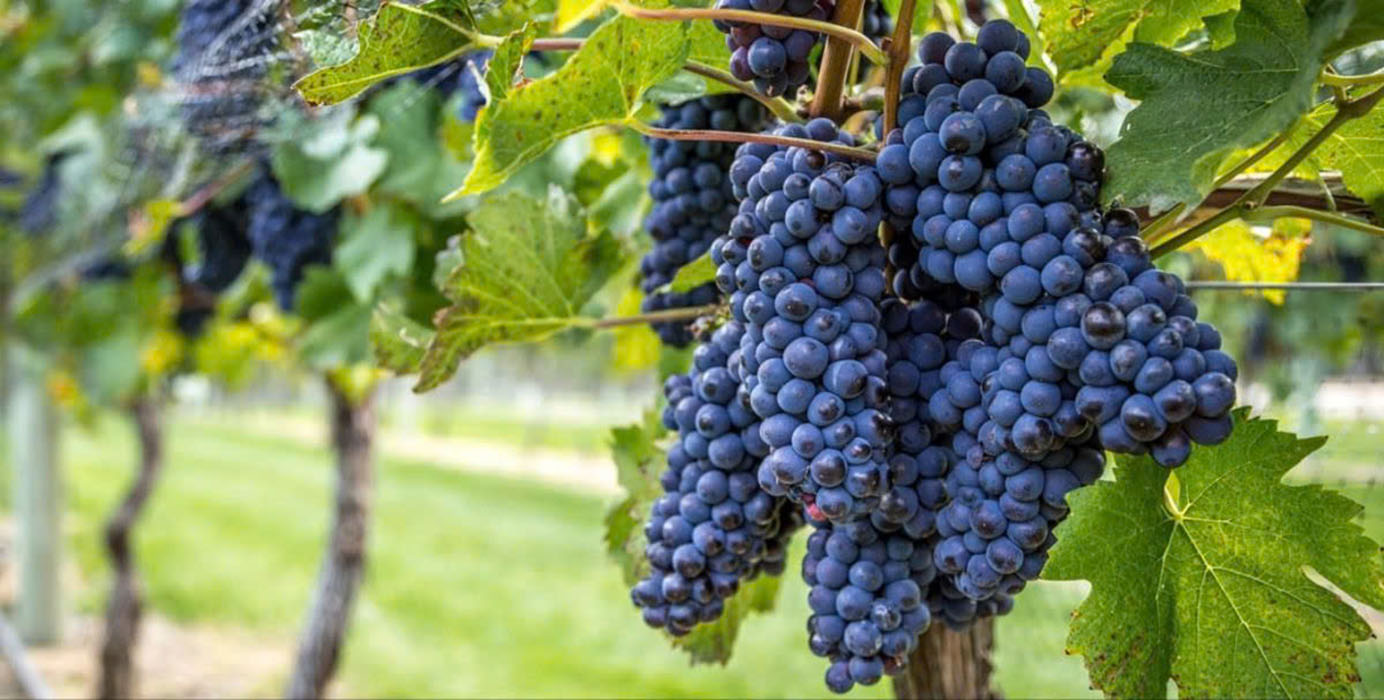 Giá rượu vang đỏ của pháp