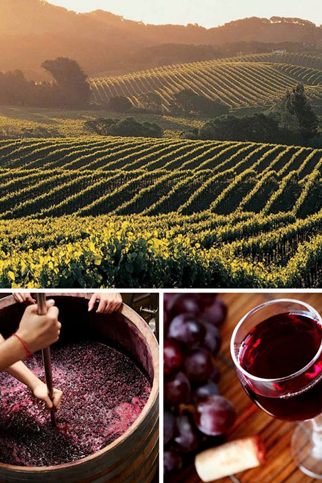 Giá rượu vang đỏ của pháp