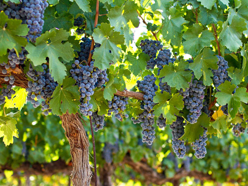 rượu argentina norton cabernet sauvignon