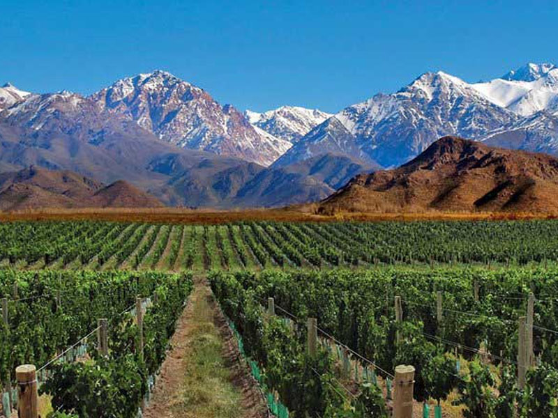 rượu argentina norton cabernet sauvignon