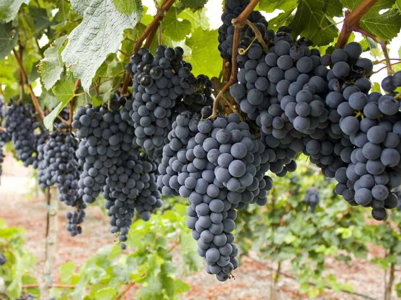 rượu argentina norton malbec barrel select